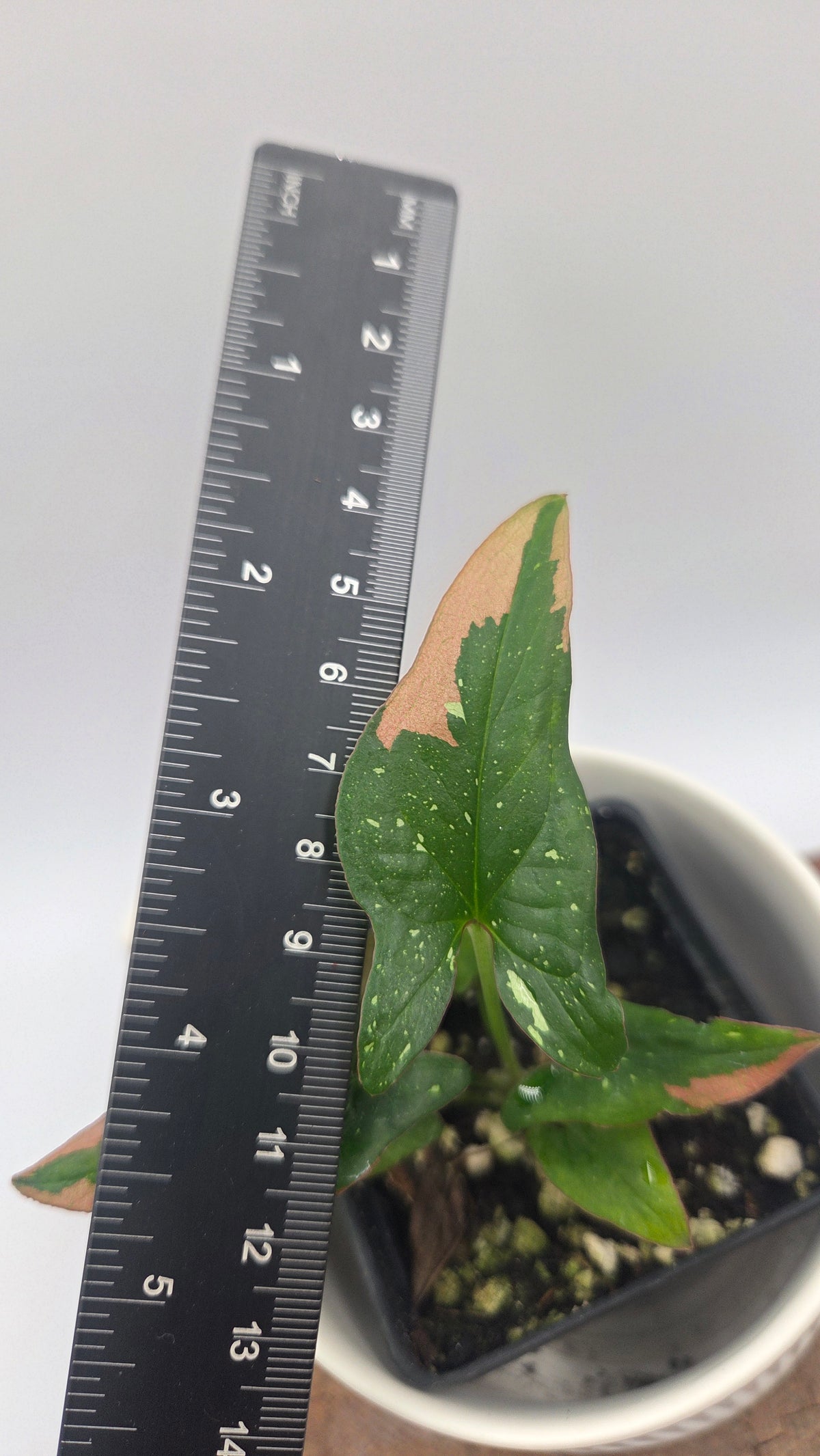 Syngonium Red Spot Tricolore (SYN-529)