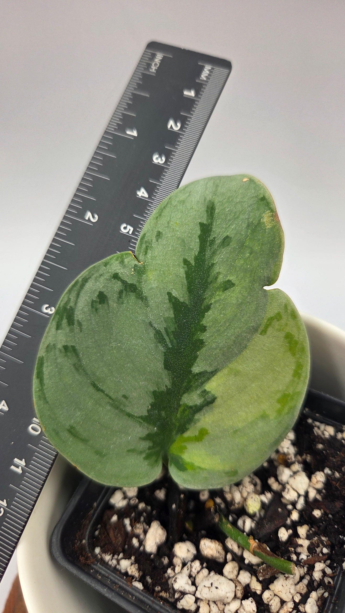 Scindapsus Yupa (SCI-1271)