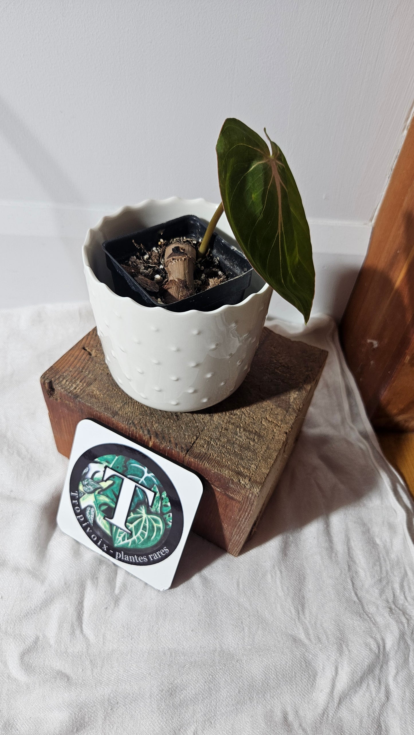 Philodendron Gloriosum x Plowmanii (PHI-795)