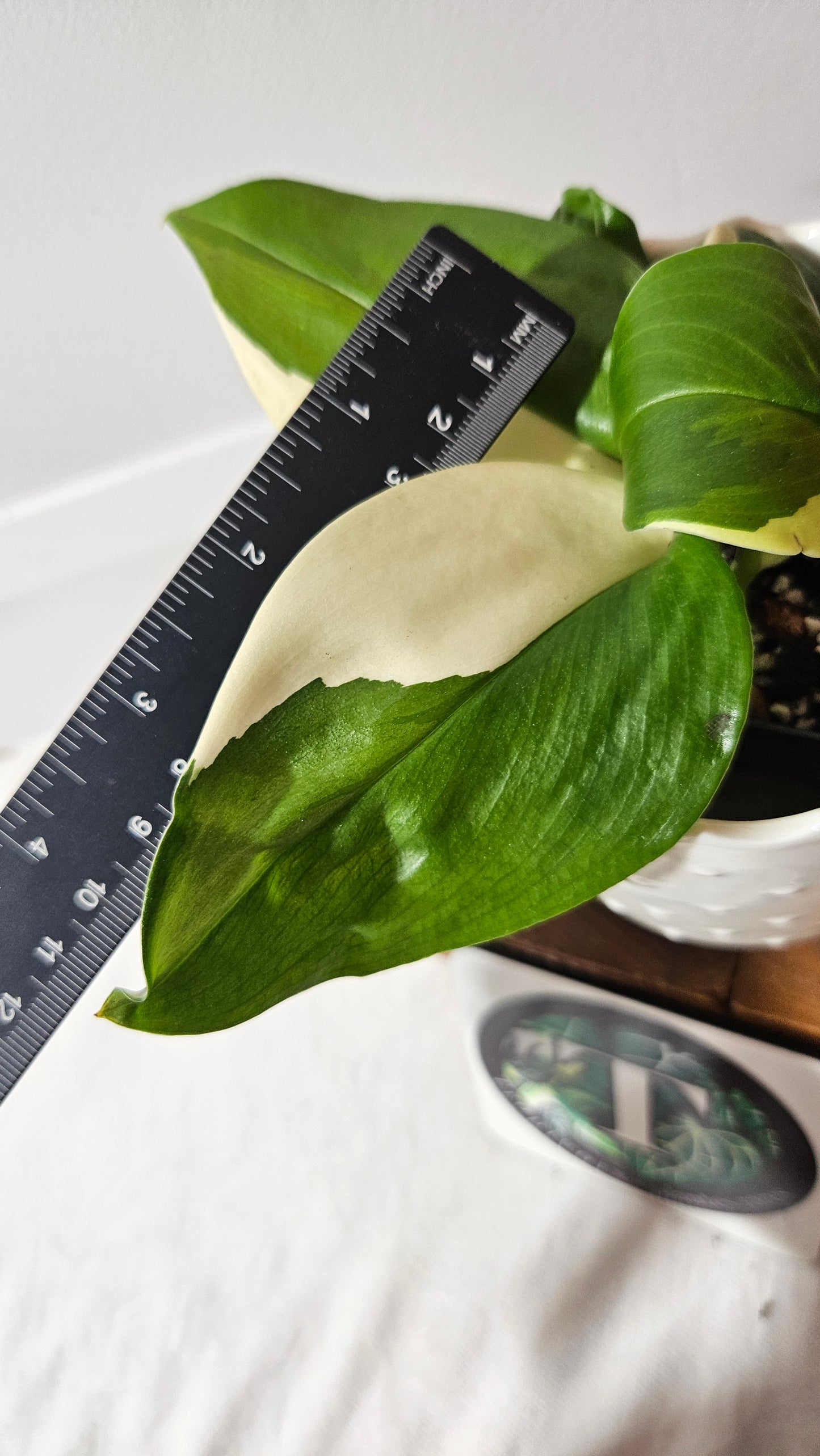 Scindapsus Moonlight Albo (SCI-975)