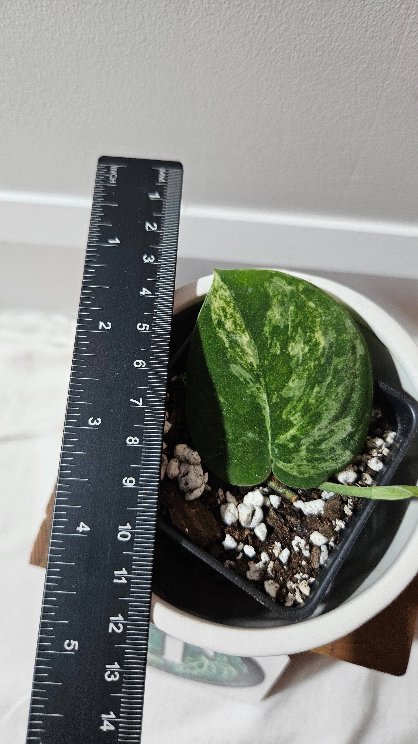 Scindapsus Mangurai (SCI-1227)