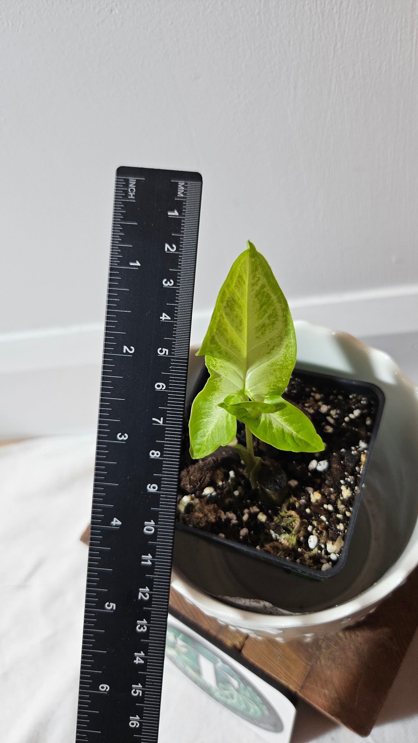 Syngonium Angustatum Lemon (SYN-371)