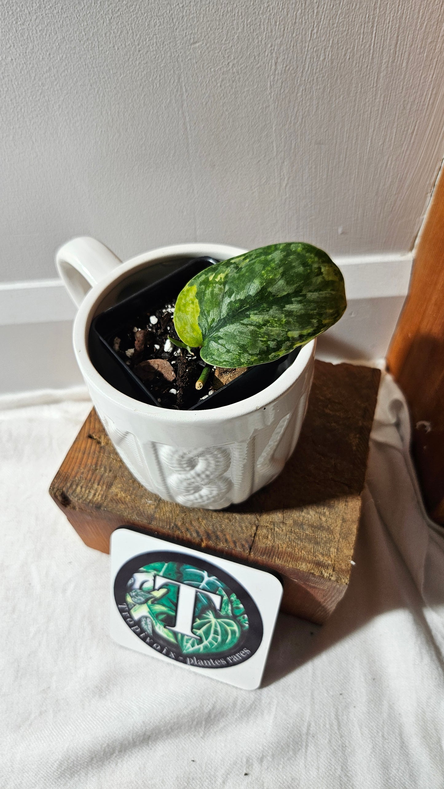 Scindapsus Léopard Variegata (SCI-1127)