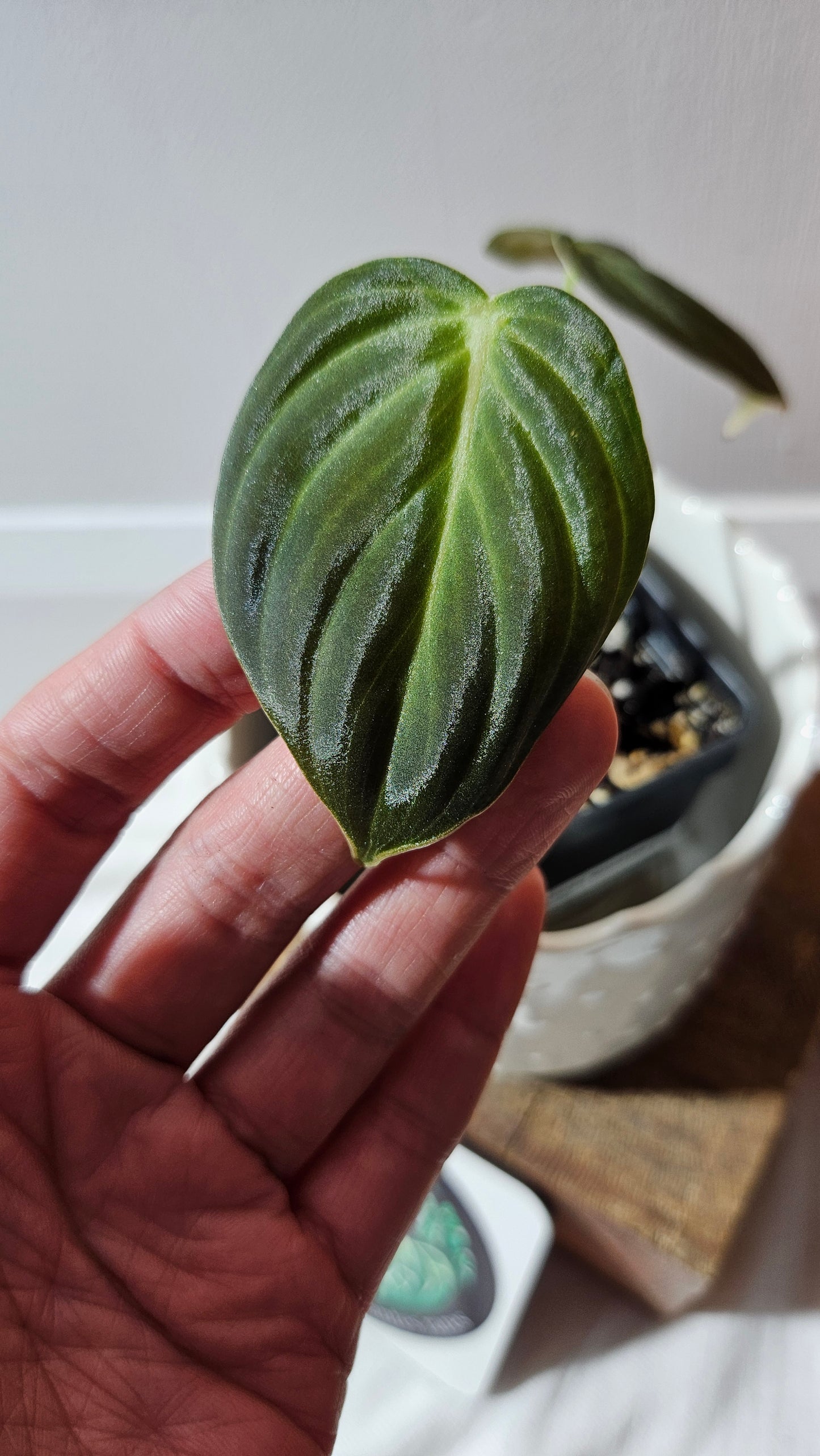 Philodendron Melanochrysum (PHI-862)