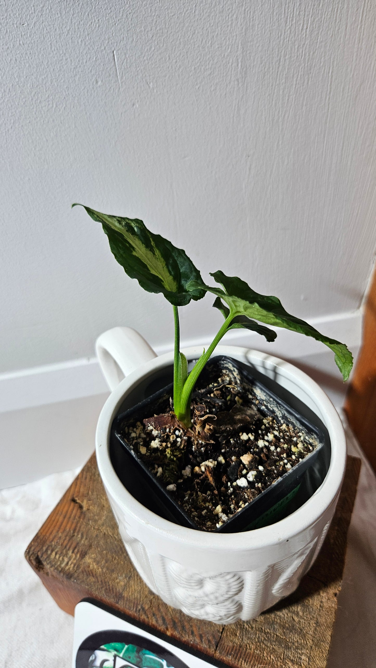 Syngonium Wendlandii "Southern Star"(SYN-054)