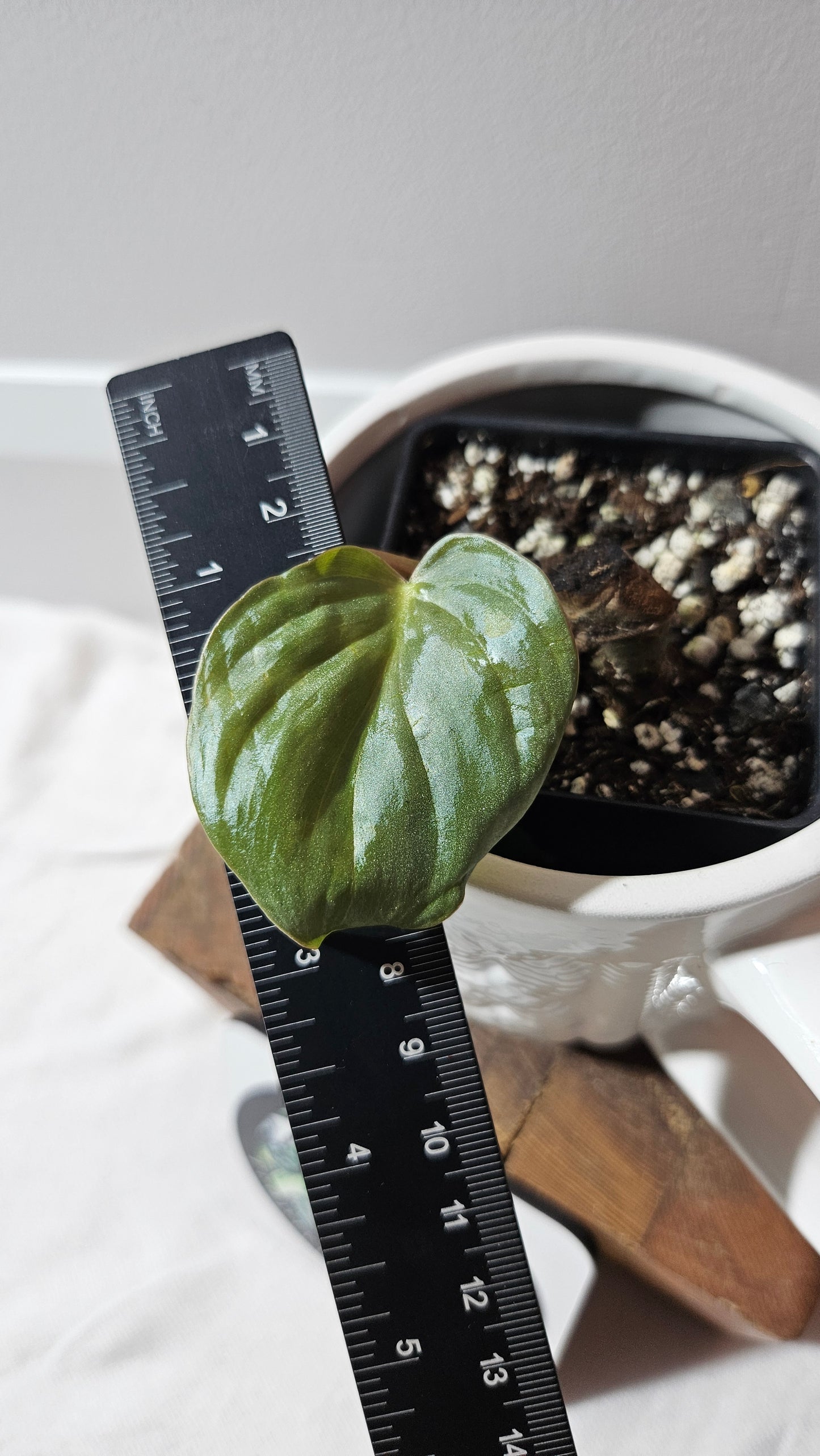 Philodendron Aff Colombia Chocolate (PHI-910)