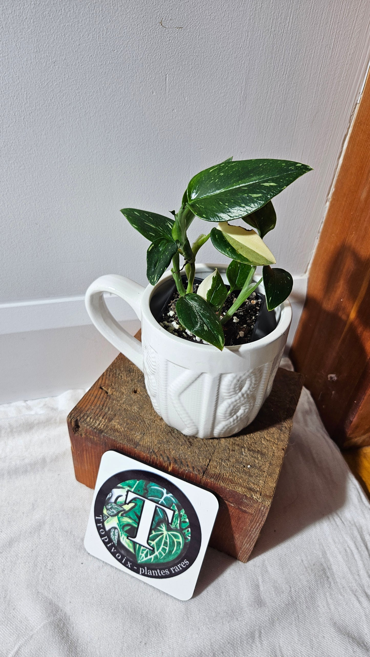 Monstera Standleyana Albo (MON-463)