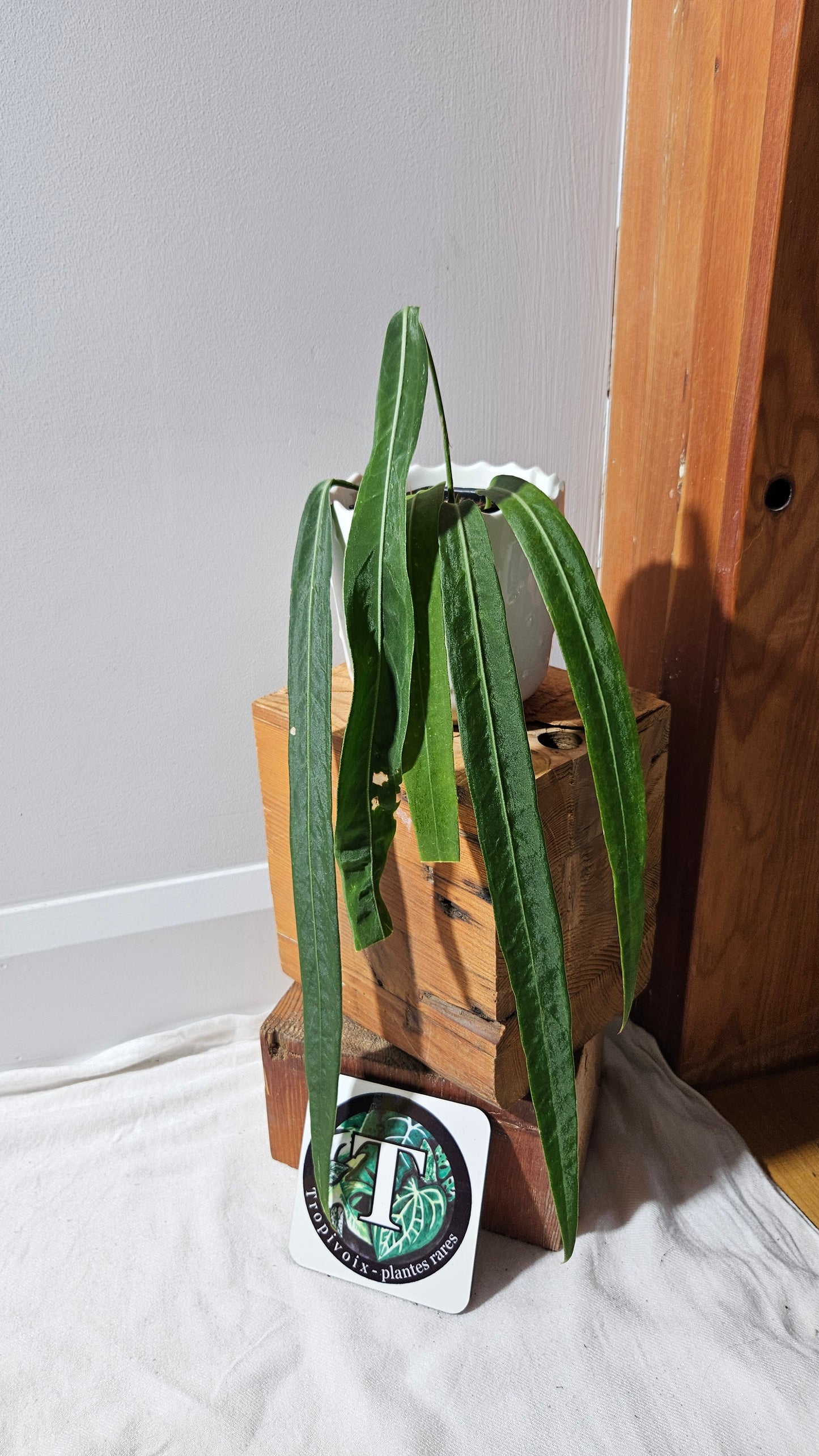Anthurium Pallidiflorum Narrow "format MOYEN"(ANT-452)