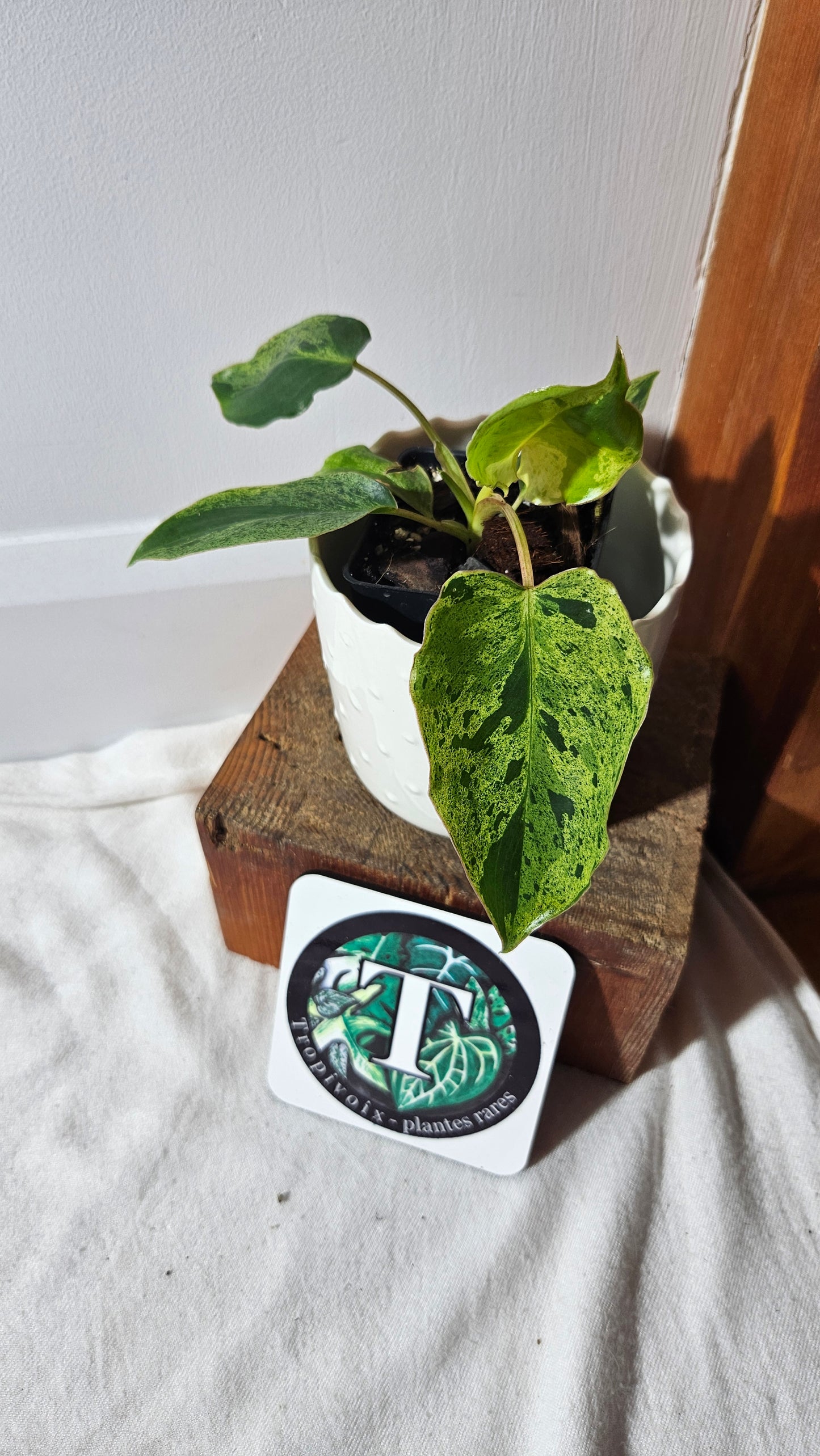 Philodendron BurleMarx Variegata X Paraiso Verde (PHI-790)