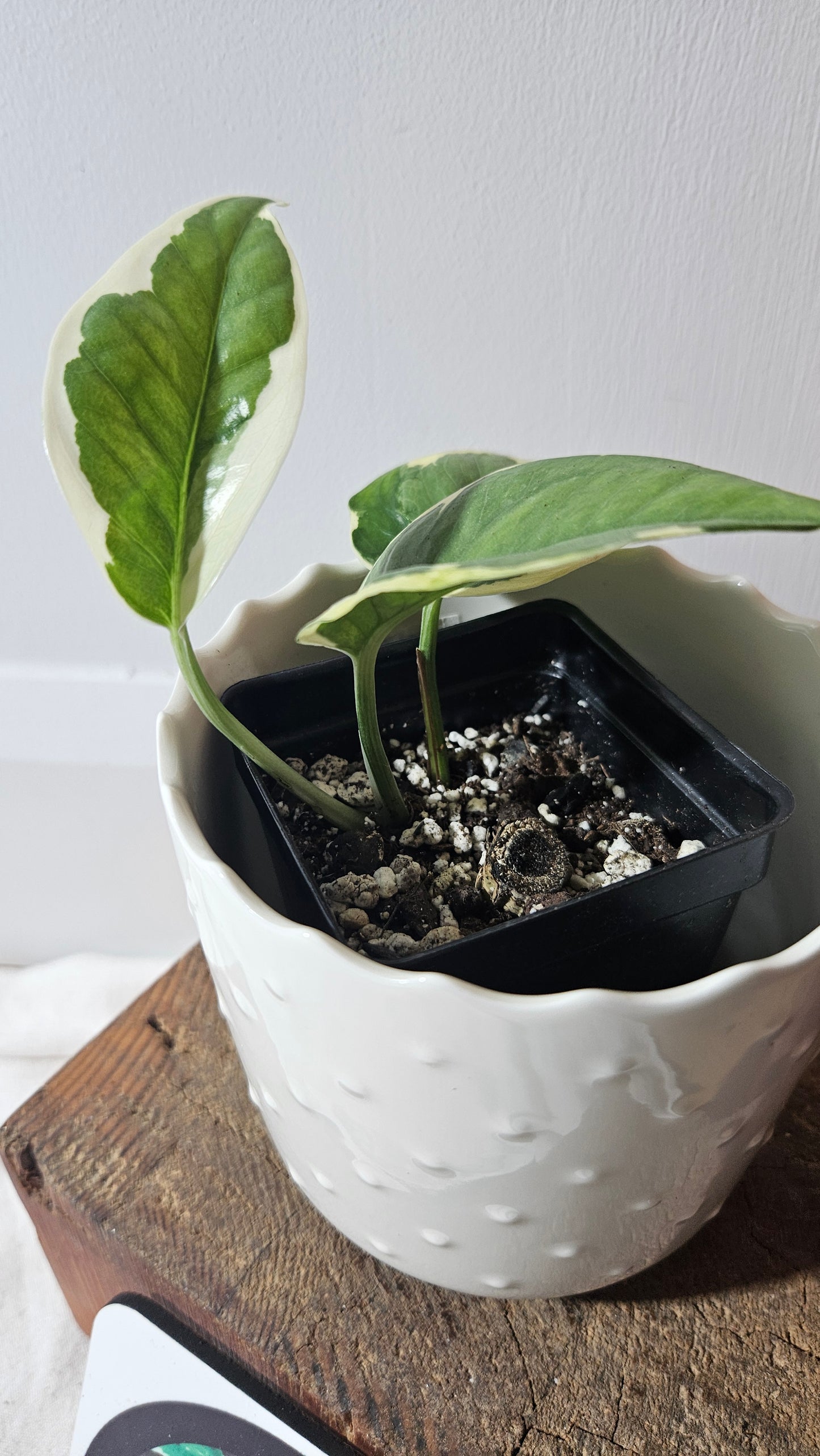 Epipremnum Aureum N'Joy (EPI-207)