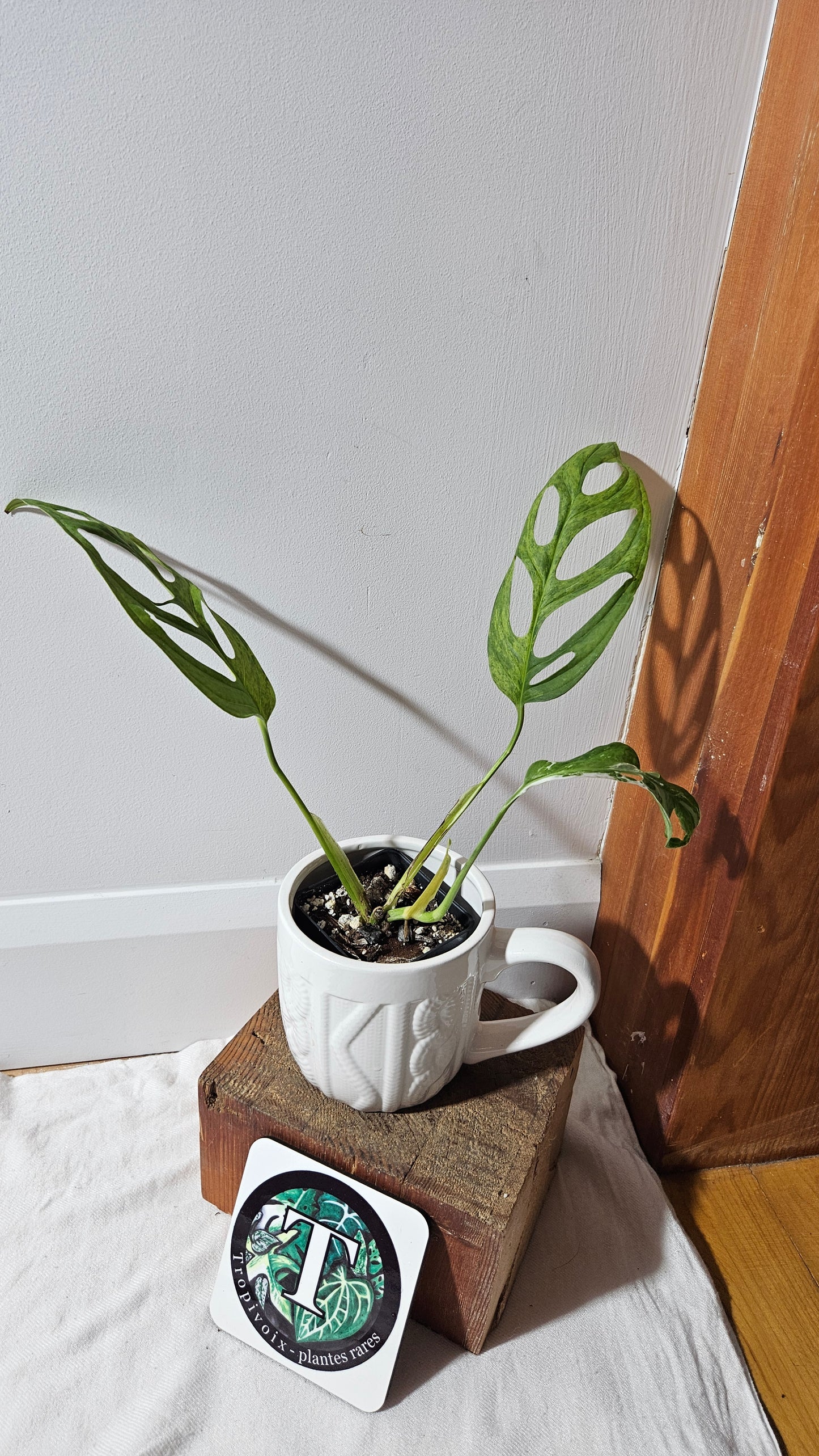 Monstera Andasonii Mint/Indo (MON-475)