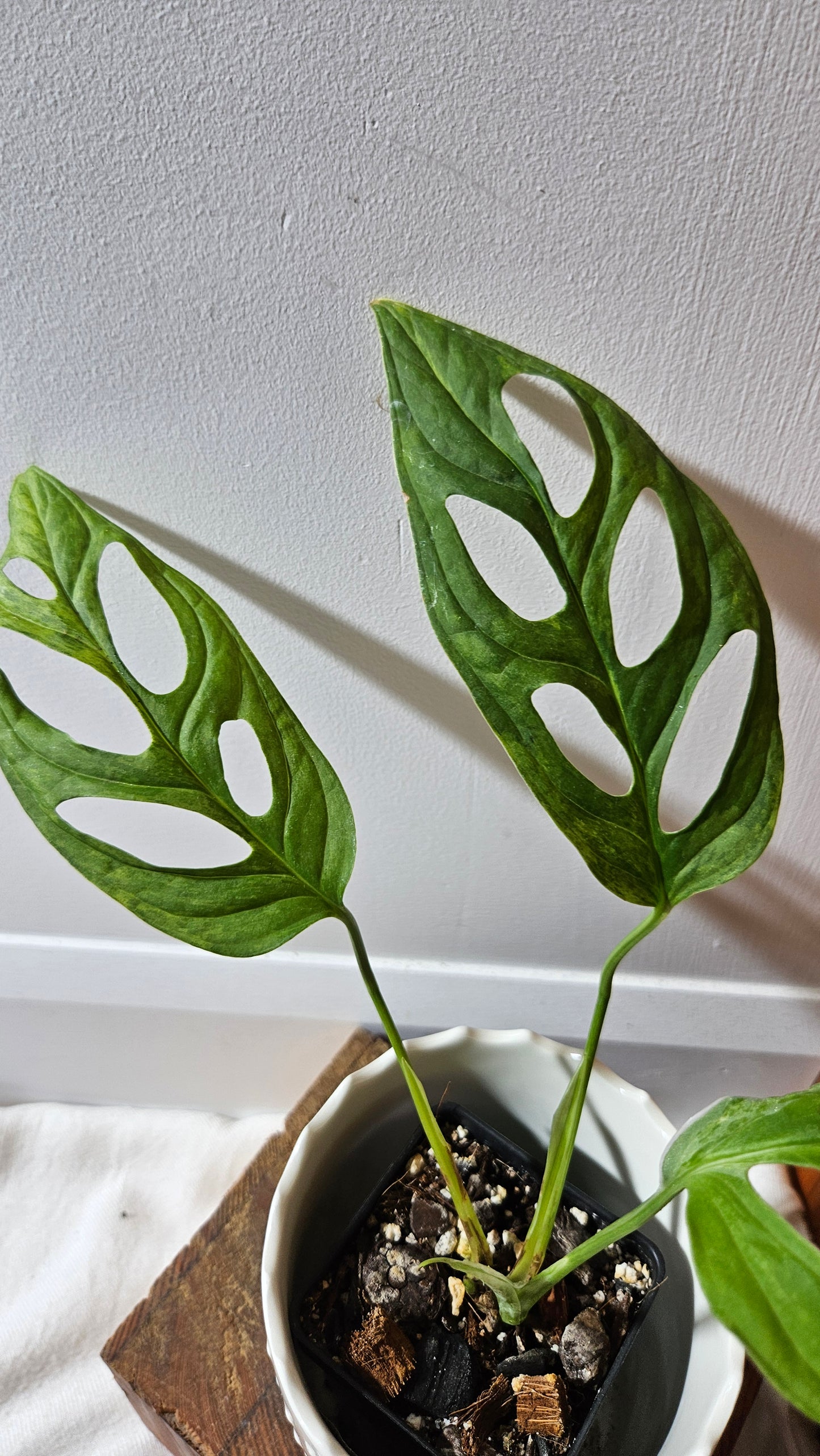 Monstera Andasonii Mint/Indo (MON-421)
