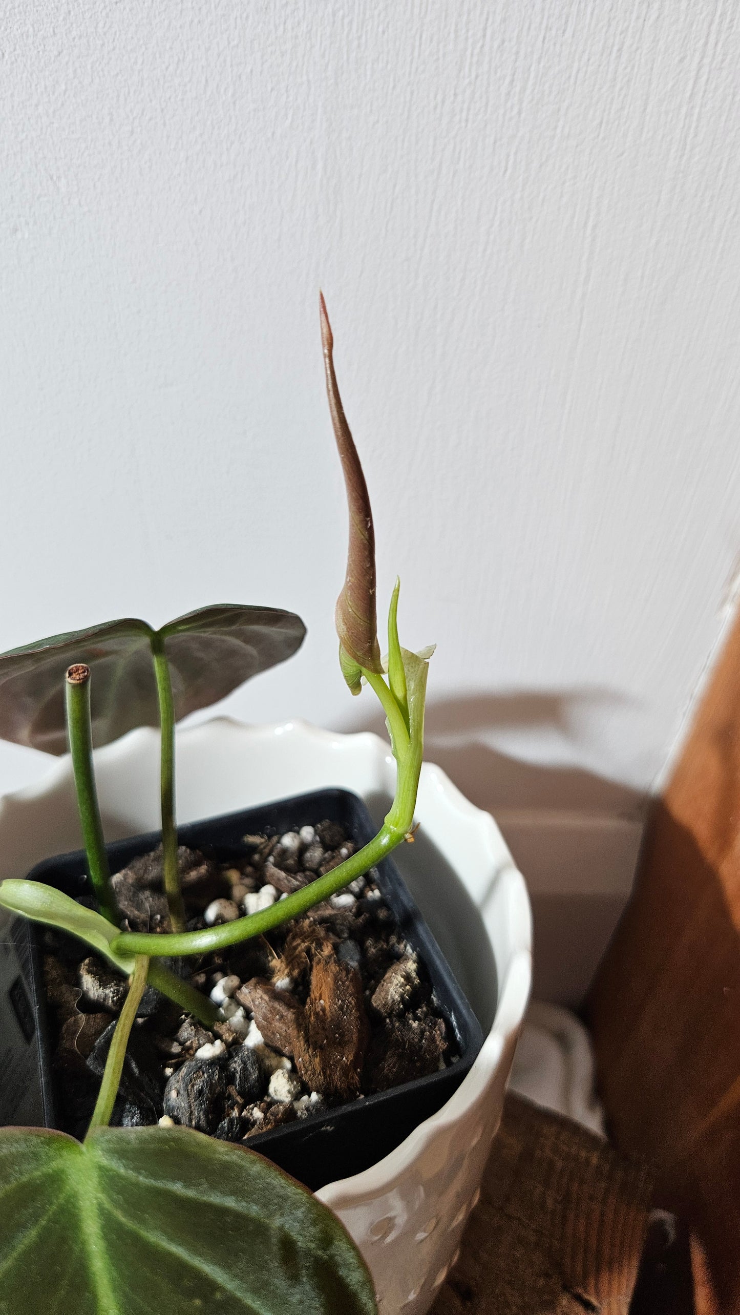 Philodendron Mican Var. REVERT (PHI-843)
