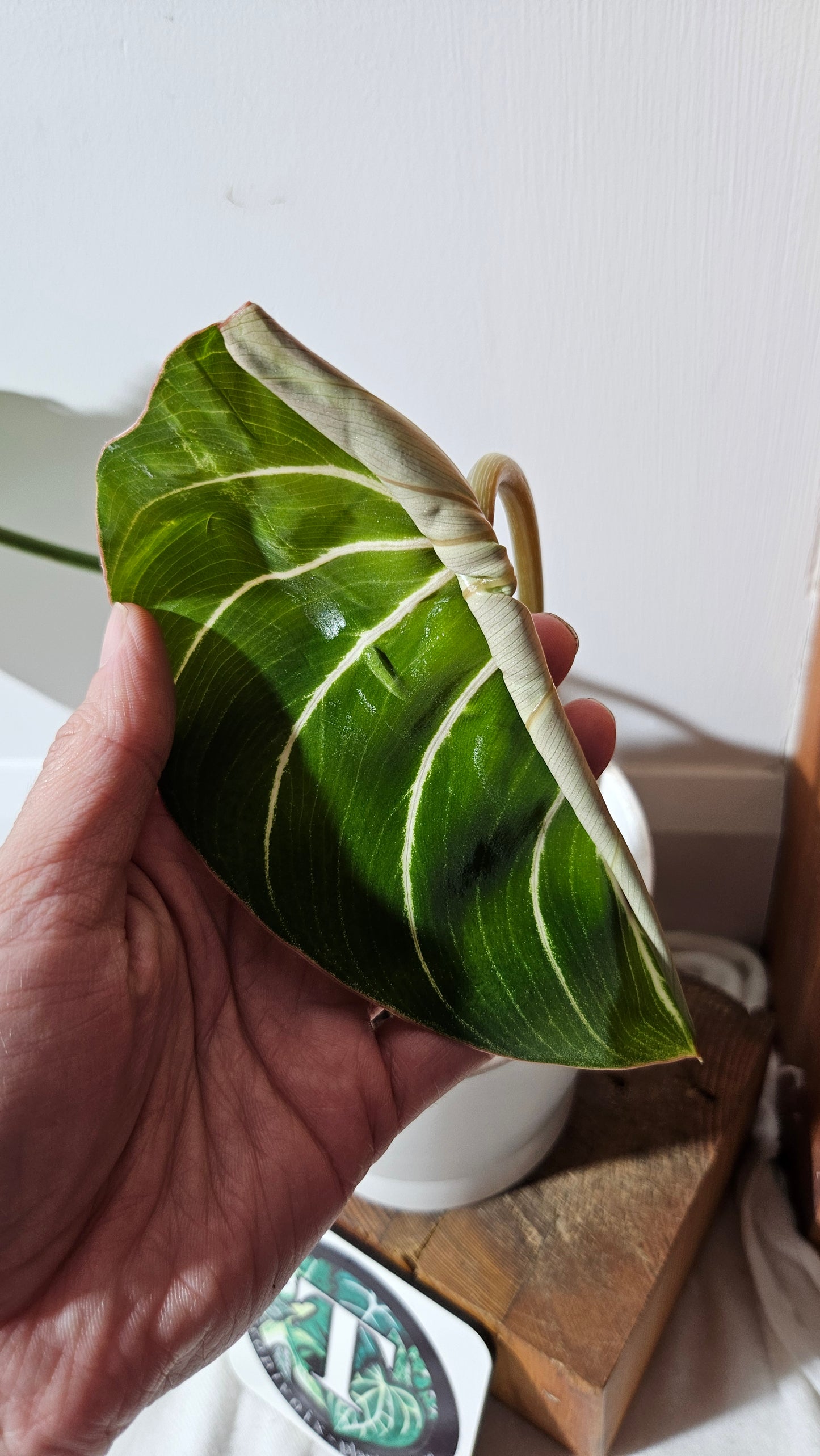 Philodendron Gloriosum Pink (PHI-831)