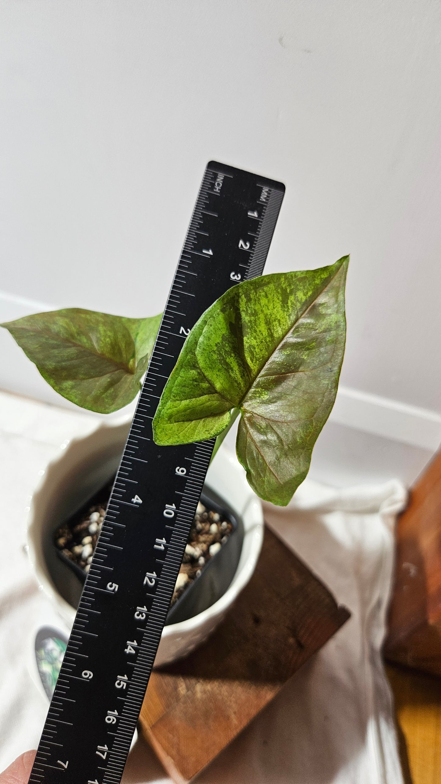 Syngonium Matcha Sprinkle (SYN-430)