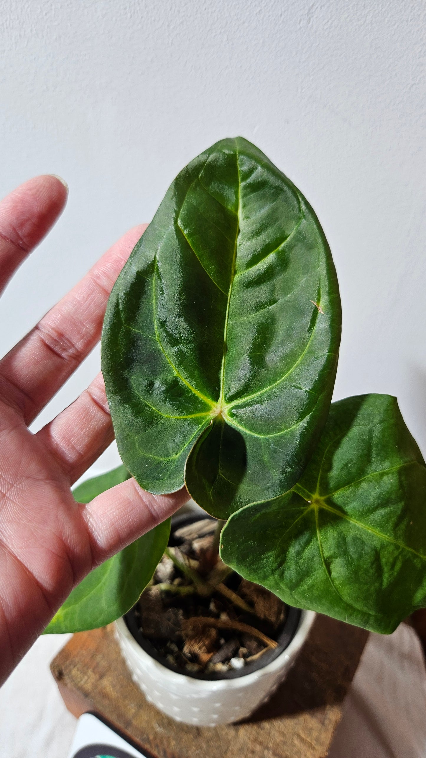 Anthurium Goliath "format MOYEN" (ANT-256)