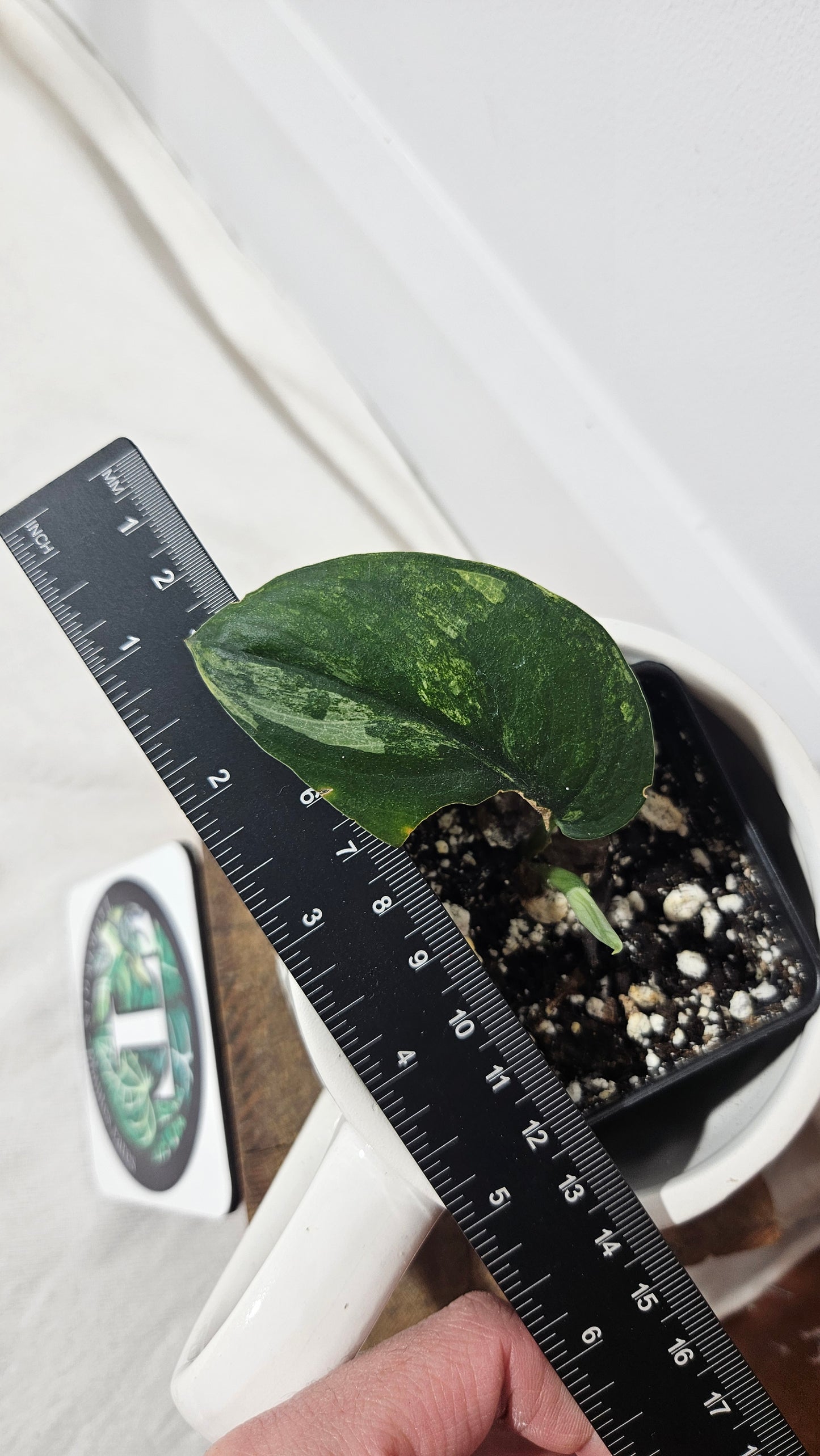 Scindapsus Jade Satin Albo (SCI-854)