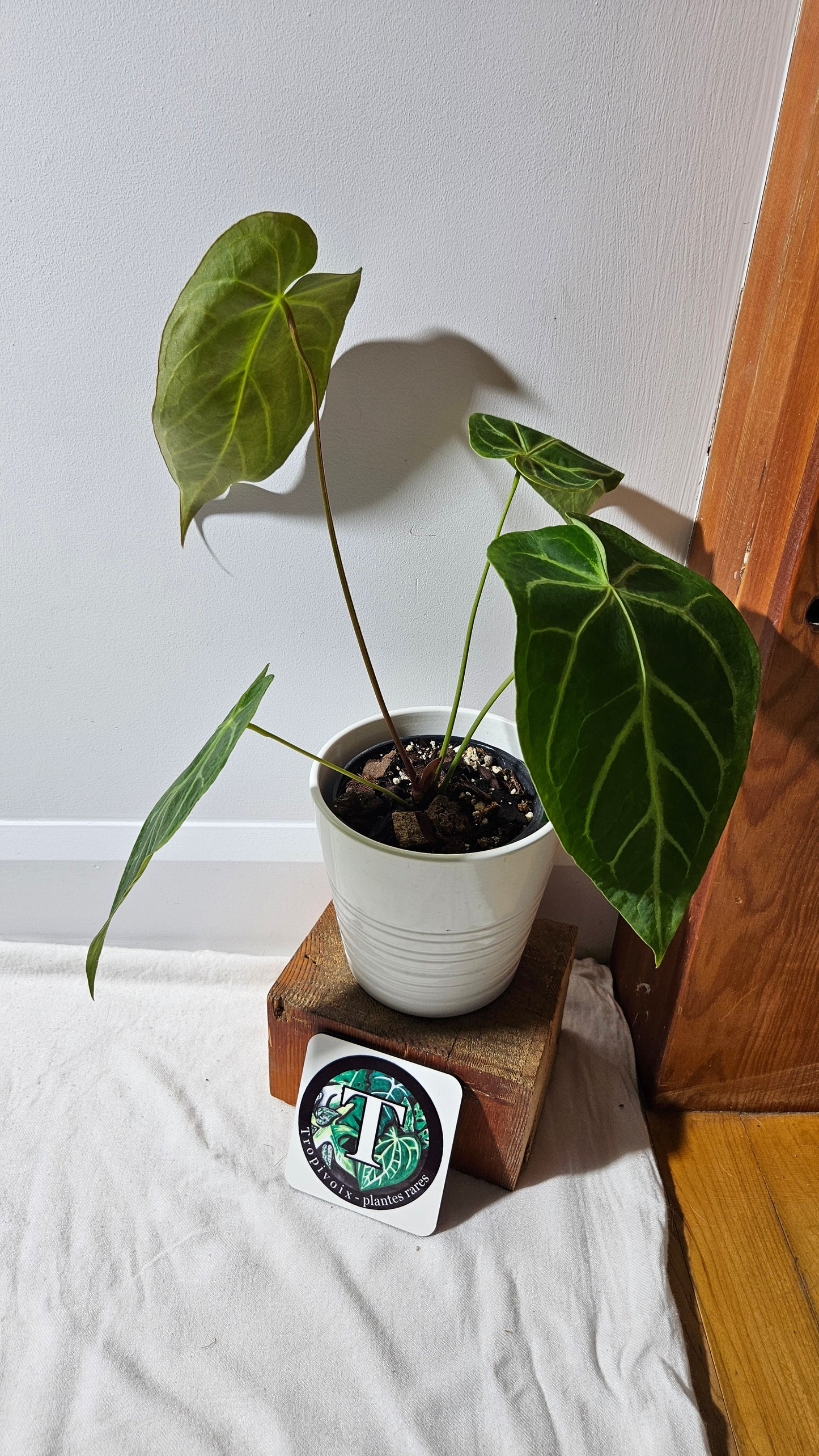 Anthurium Magnificum Velvet "MEDIUM/LARGE format" (ANT-191)