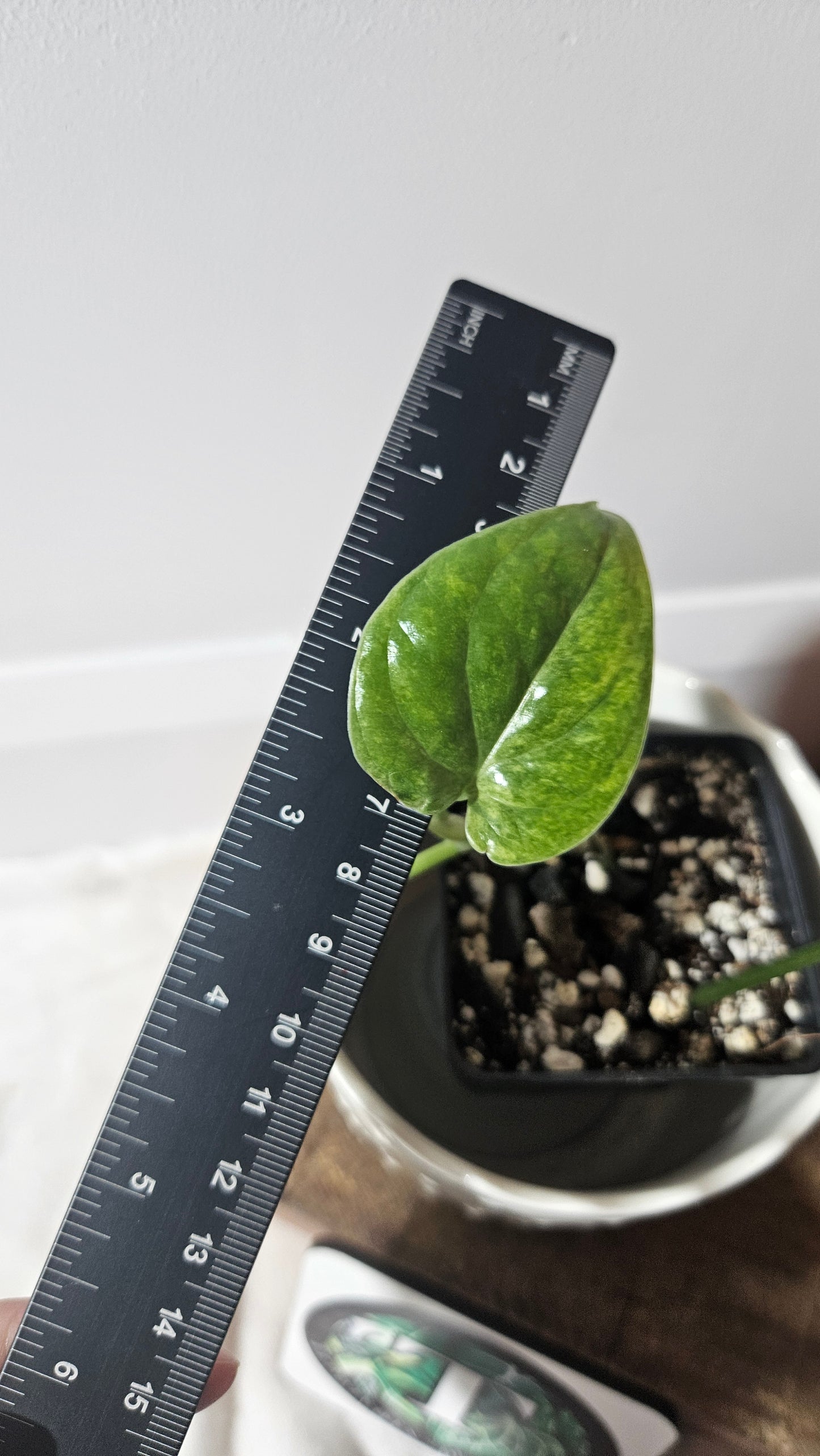 Amydrium Medium Mint Variegata (AMY-027)