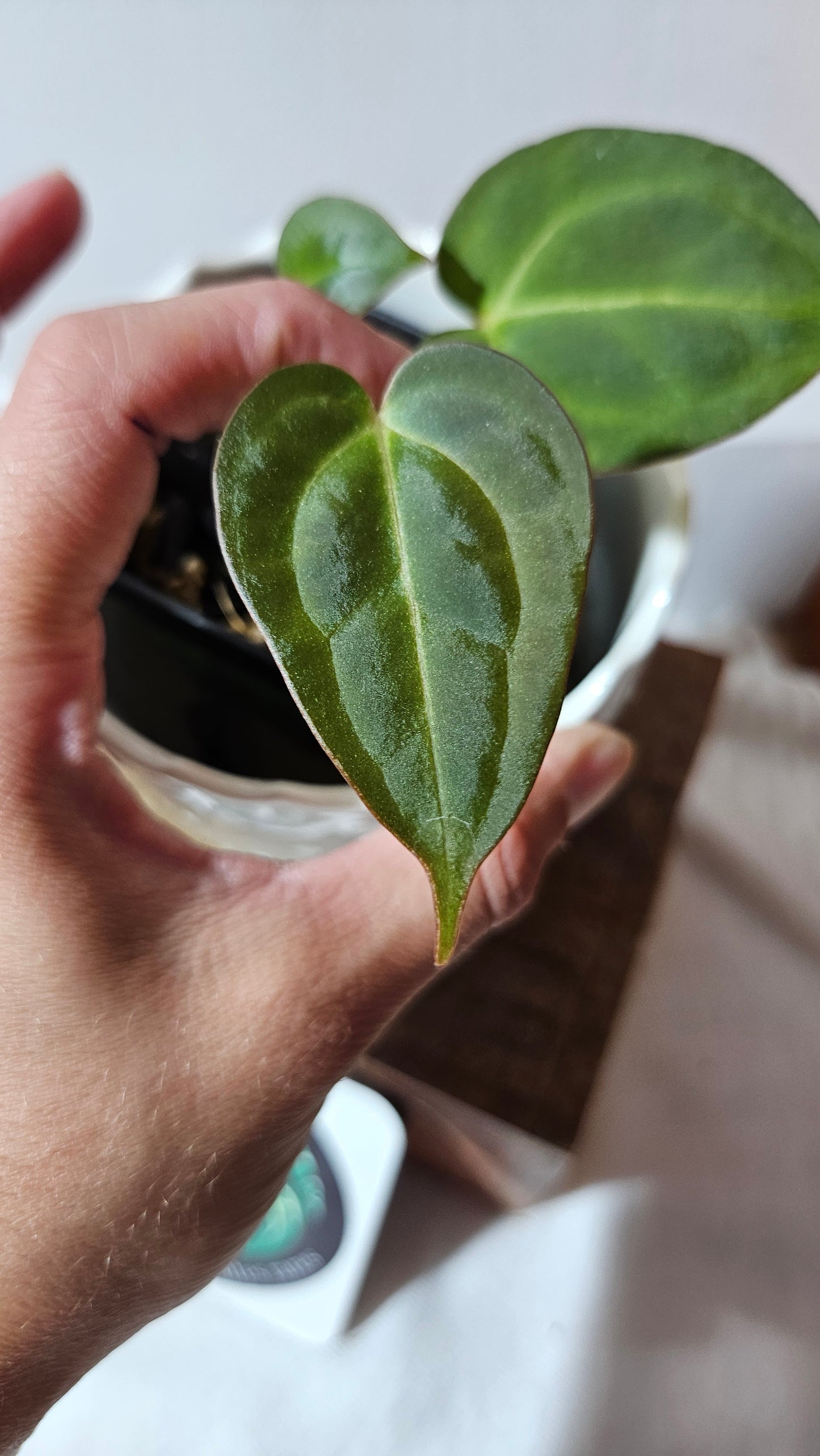 Anthurium Blue Papillilaminum x Papillilaminum Xone "format PETIT" (ANT-519)