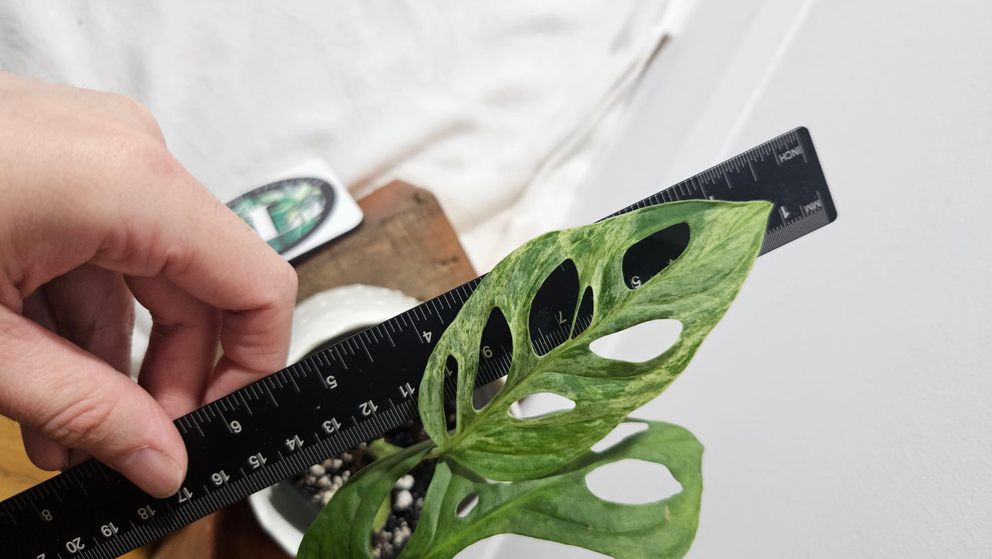 Monstera Andasonii Mint/Indo (MON-408)