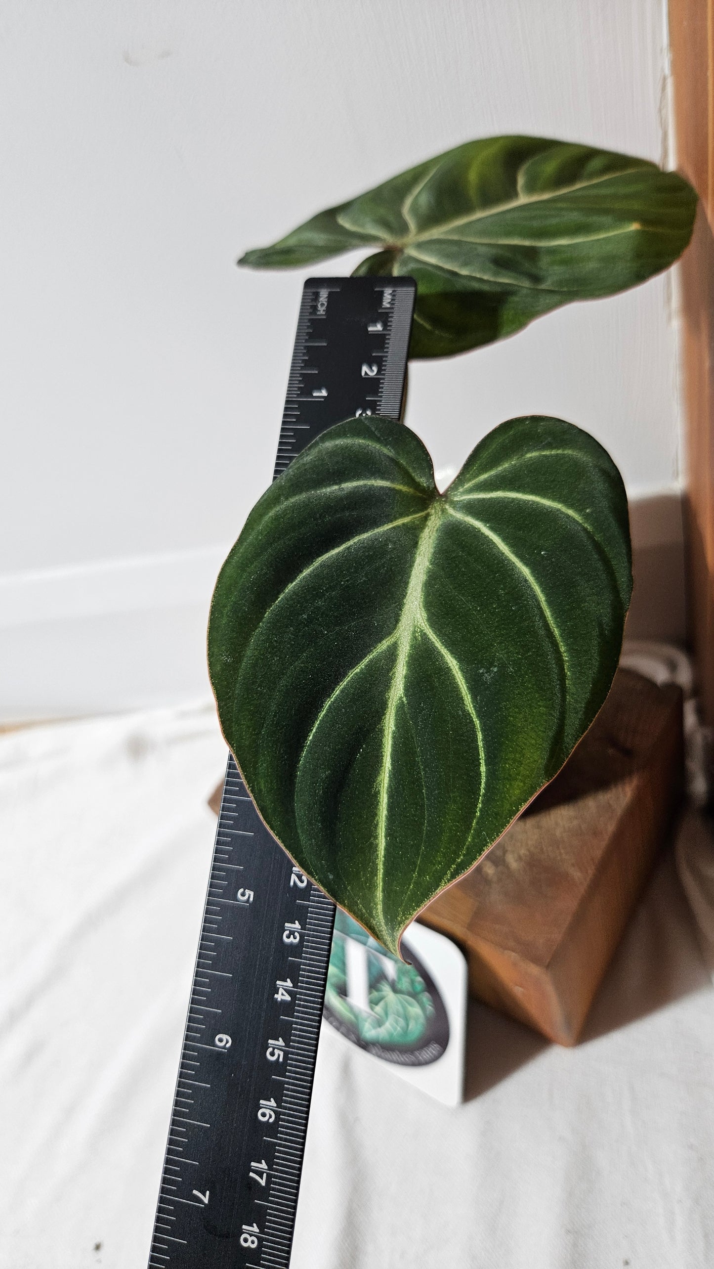 Philodendron Gloriosum Dark (PHI-832)