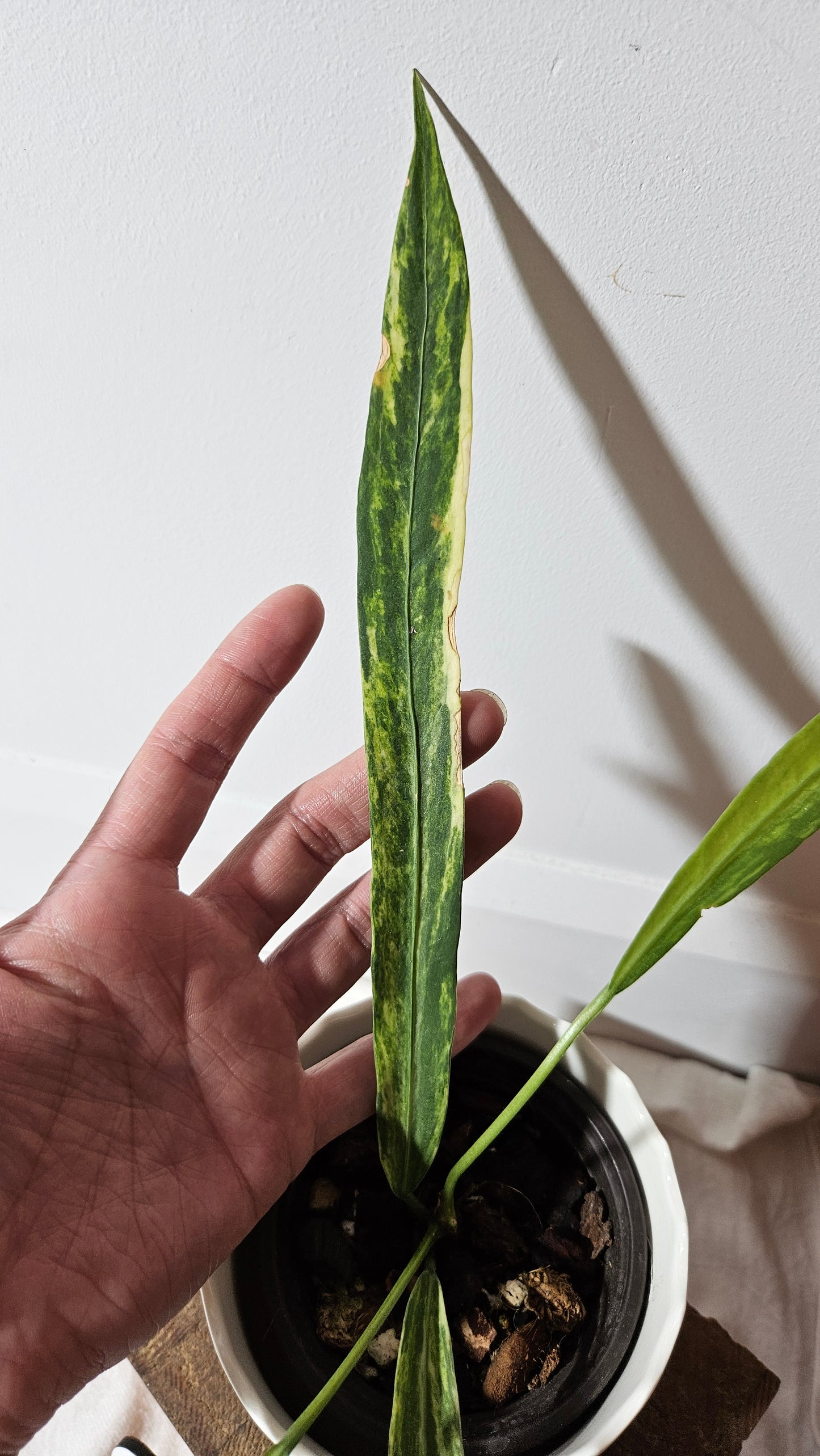 Anthurium Vittarifolium Variegata "format MOYEN"(ANT-310)