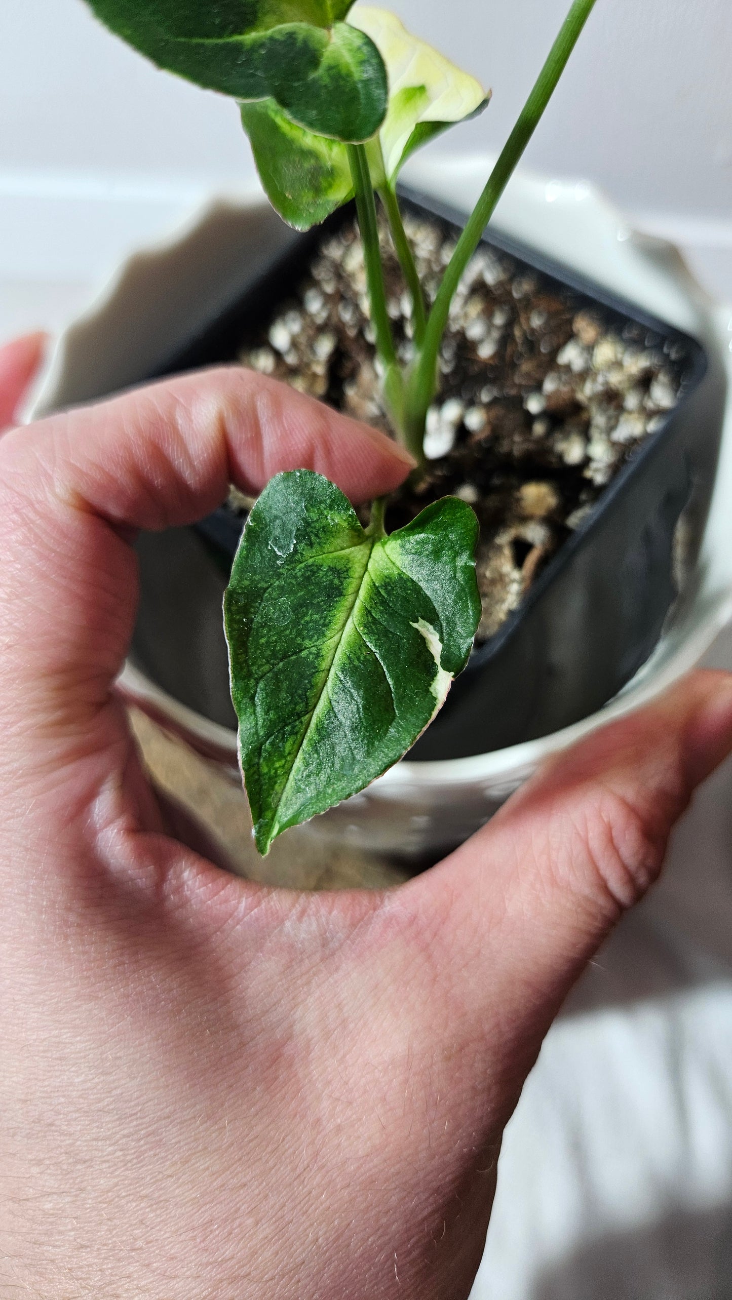 Syngonium T25 (SYN-404)