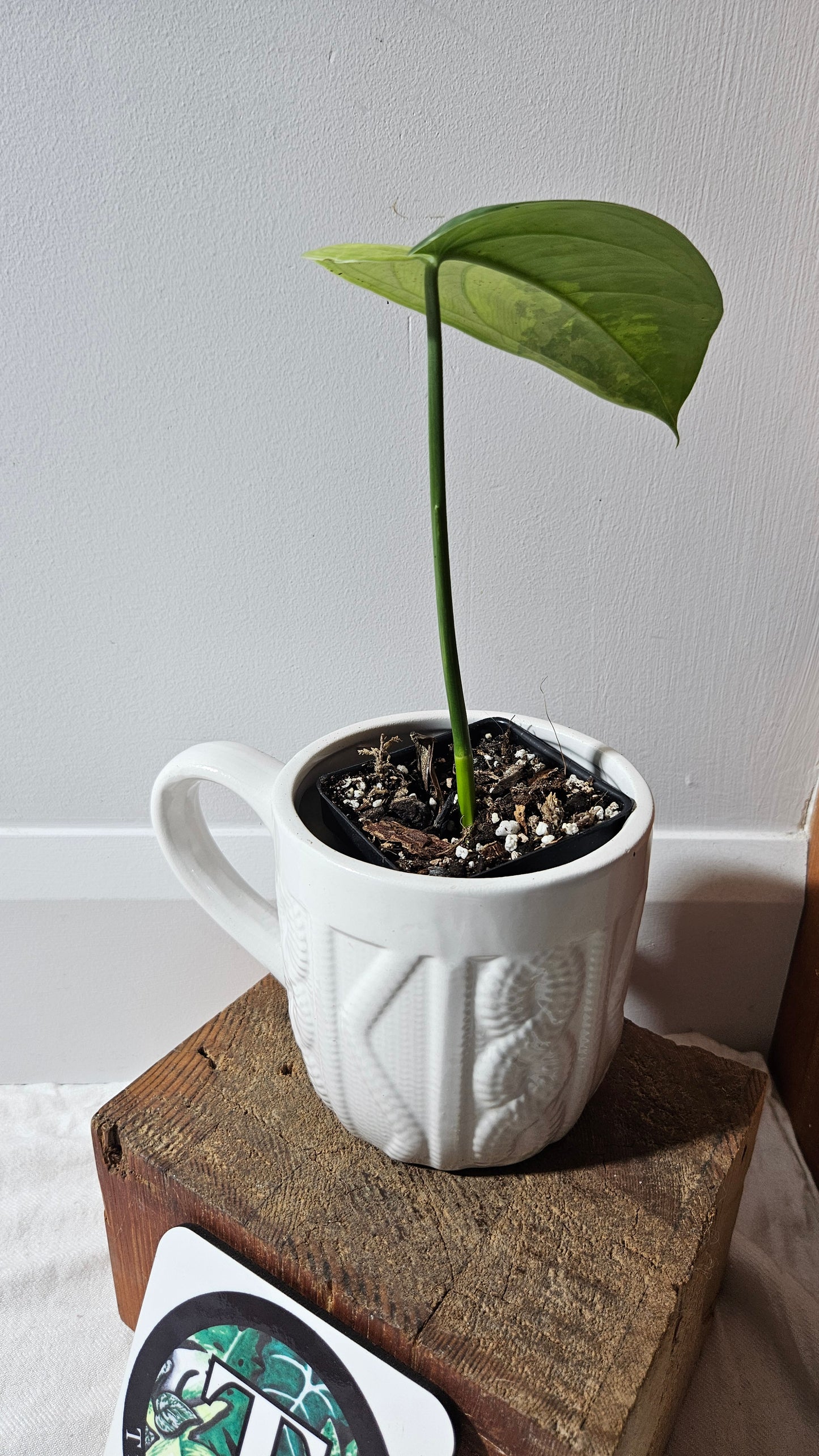 Syngonium Chiapense Albo (SYN-465)