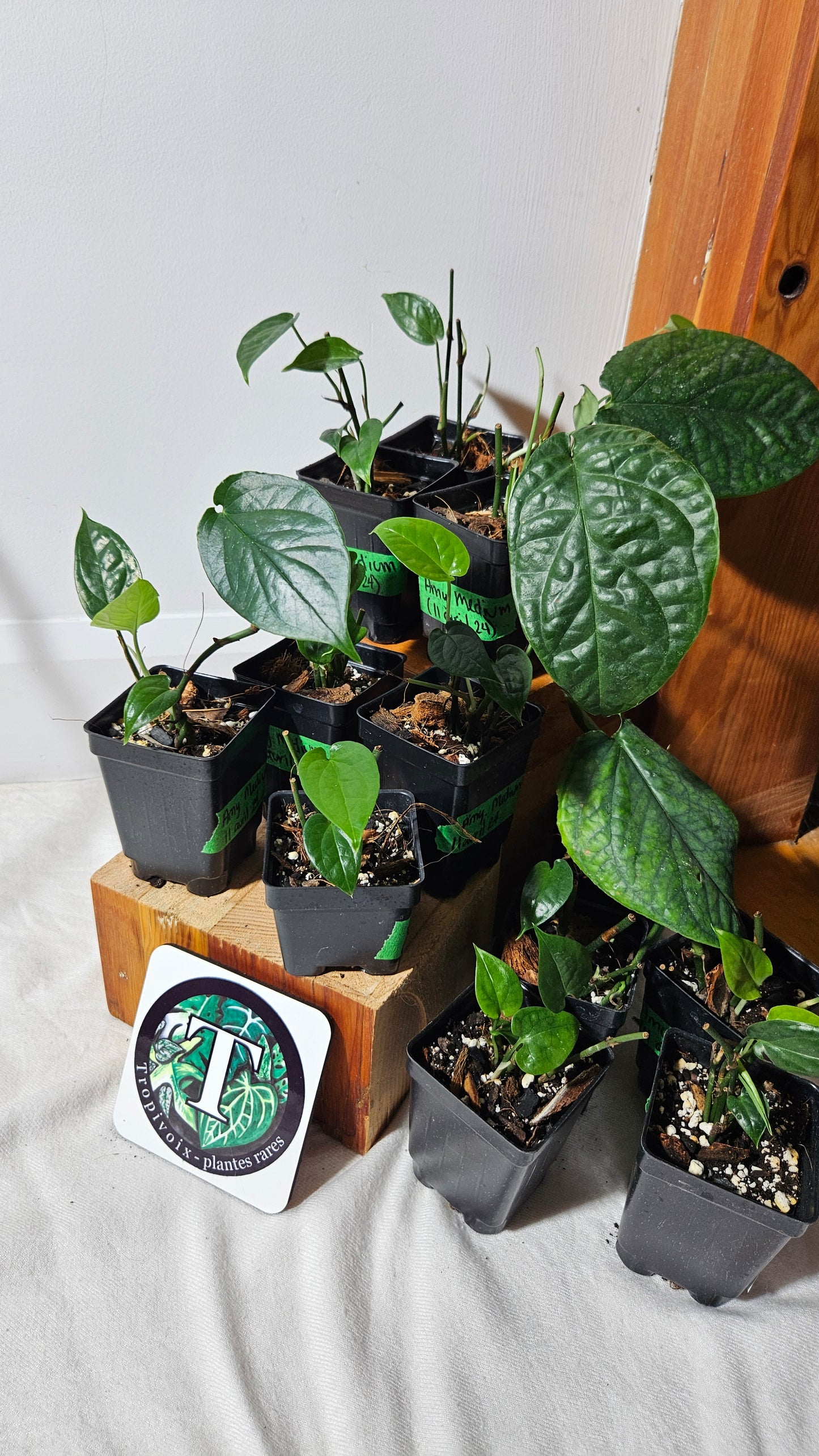 "FREEBIE" (with purchase of $30 before taxes) Amydrium Medium 1 FREEBIE /PERSON