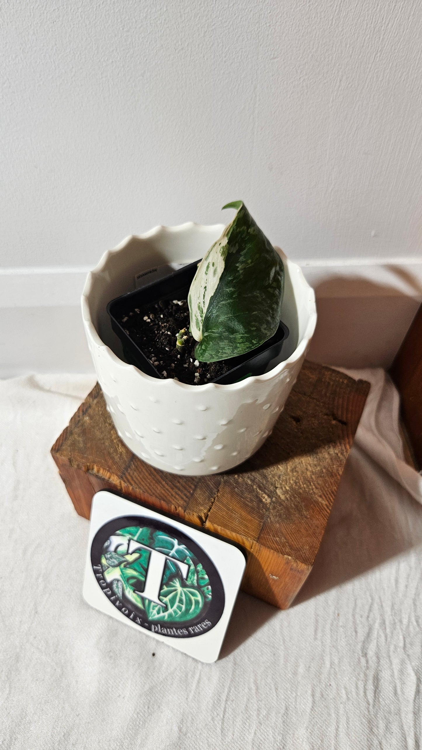 Scindapsus Blue Splash Variegata (SCI-997)