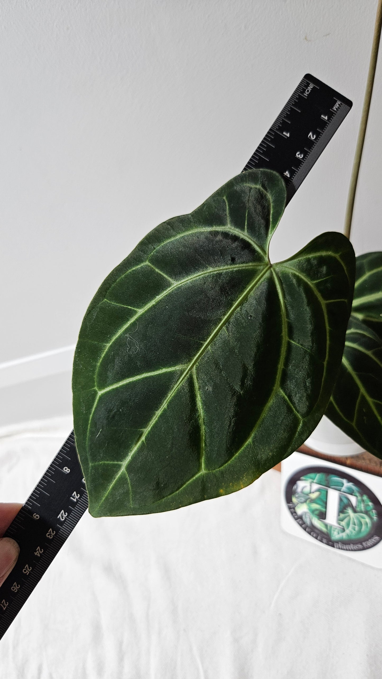 Anthurium Besseae Aff "Format MOYEN/LARGE" (ANT-527)