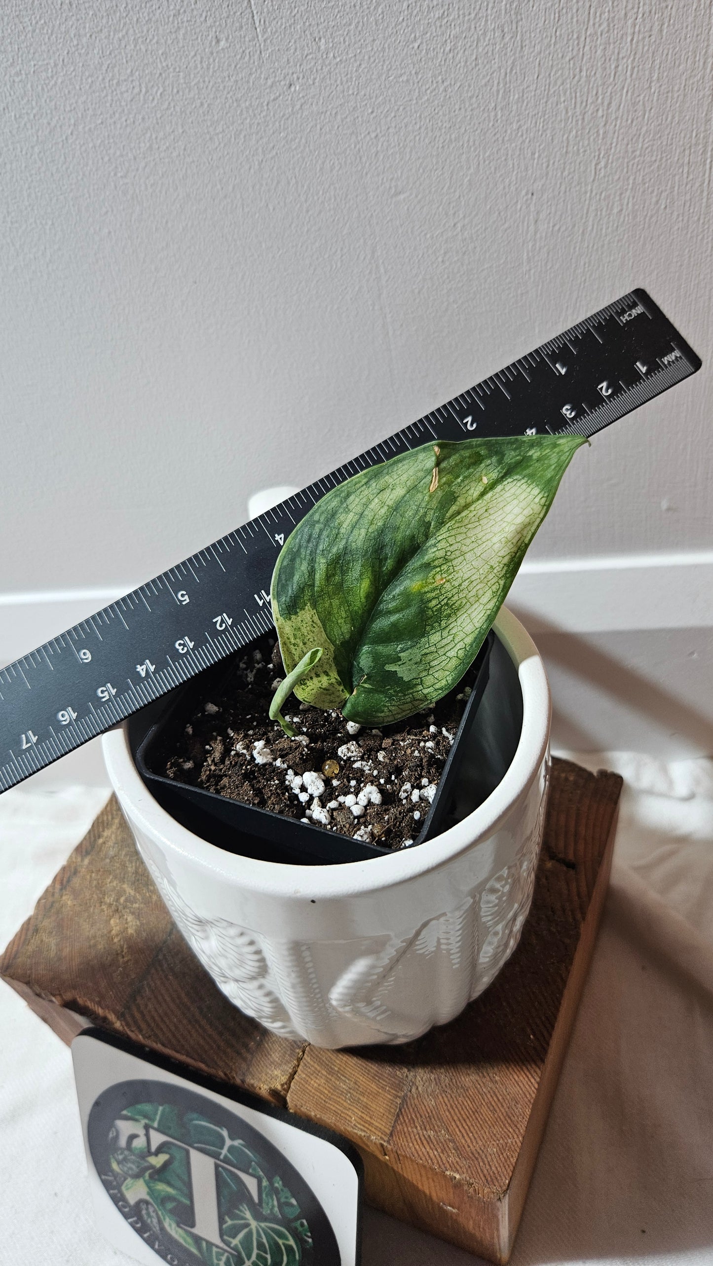 Scindapsus Silver Splash kiara (SCI-1191)