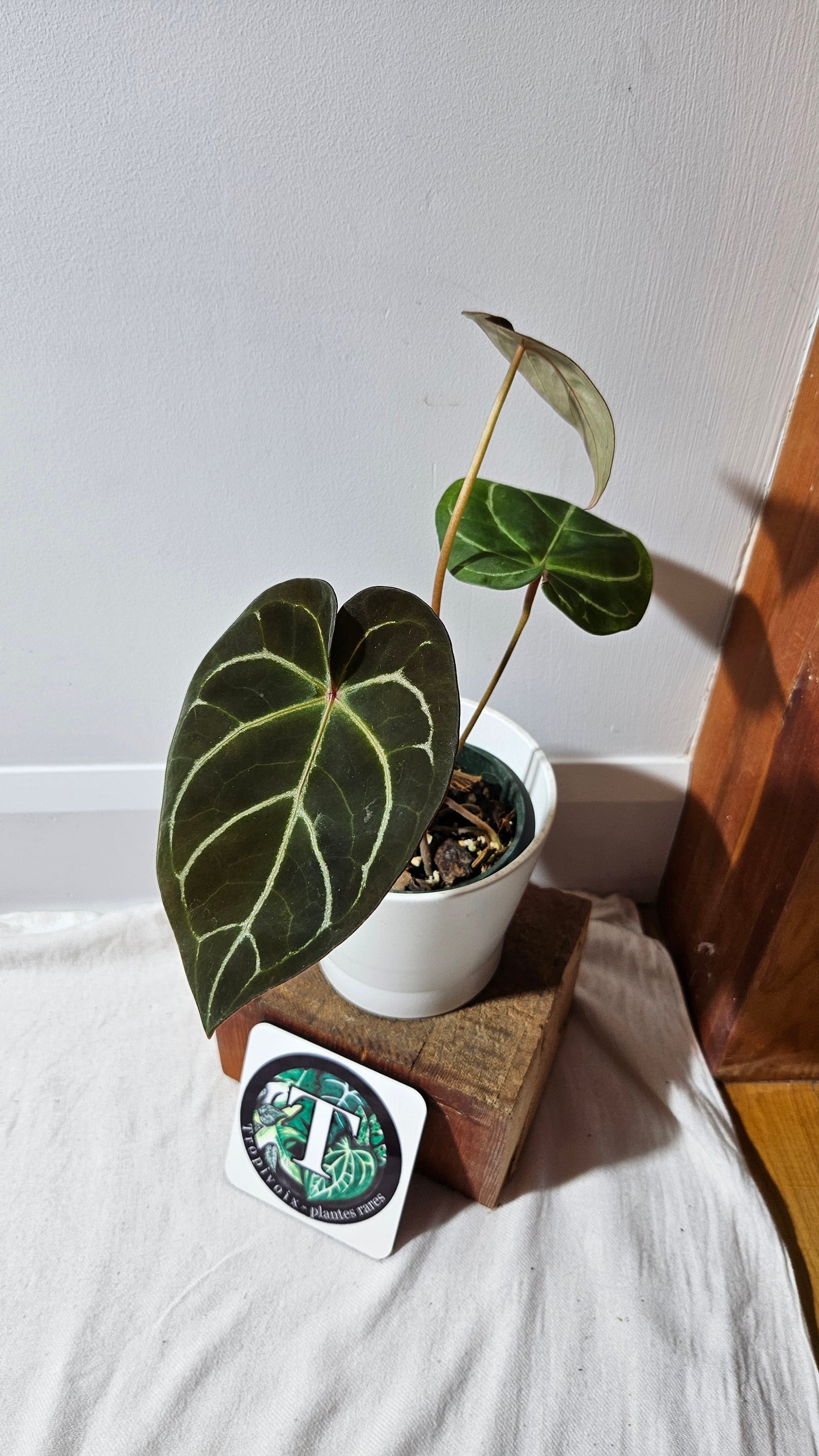 Anthurium Carlablackiae (Indo) X Hoffmanii "format MOYEN/LARGE" (ANT-382)