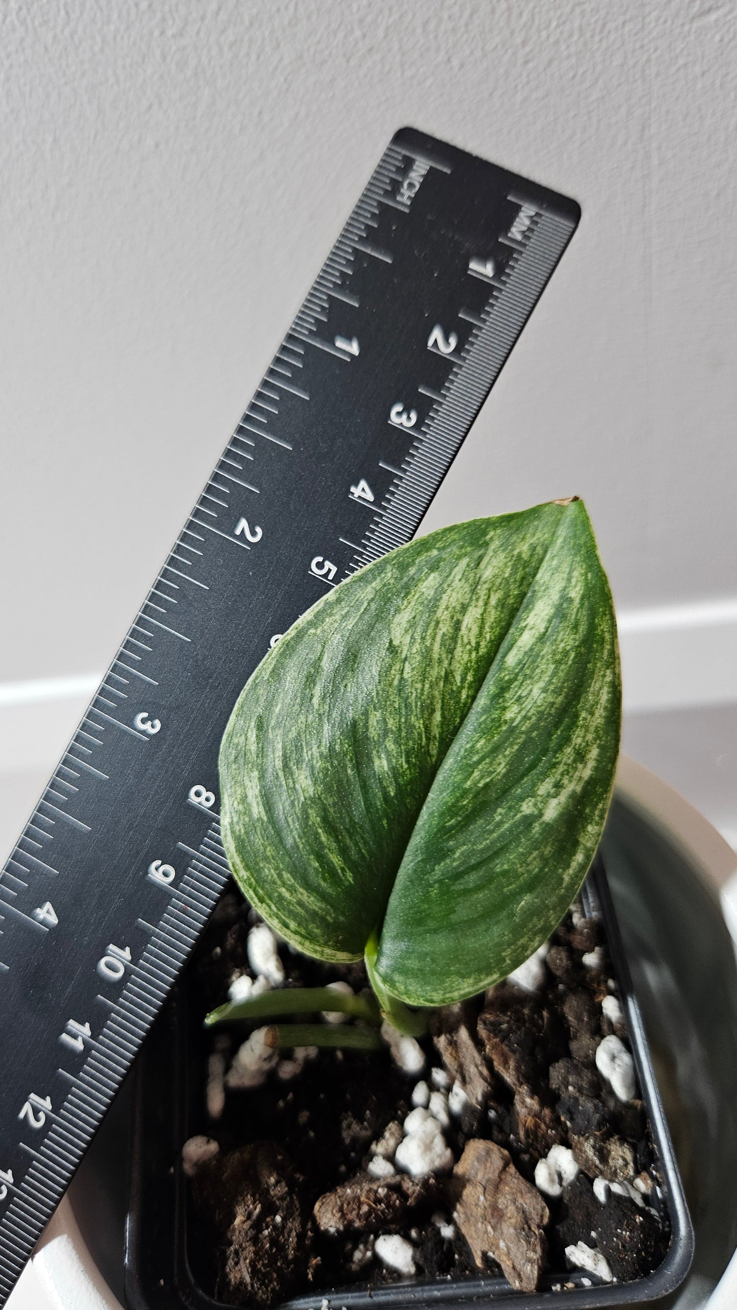 Scindapsus Moonlight SnowMint (SCI-1213)