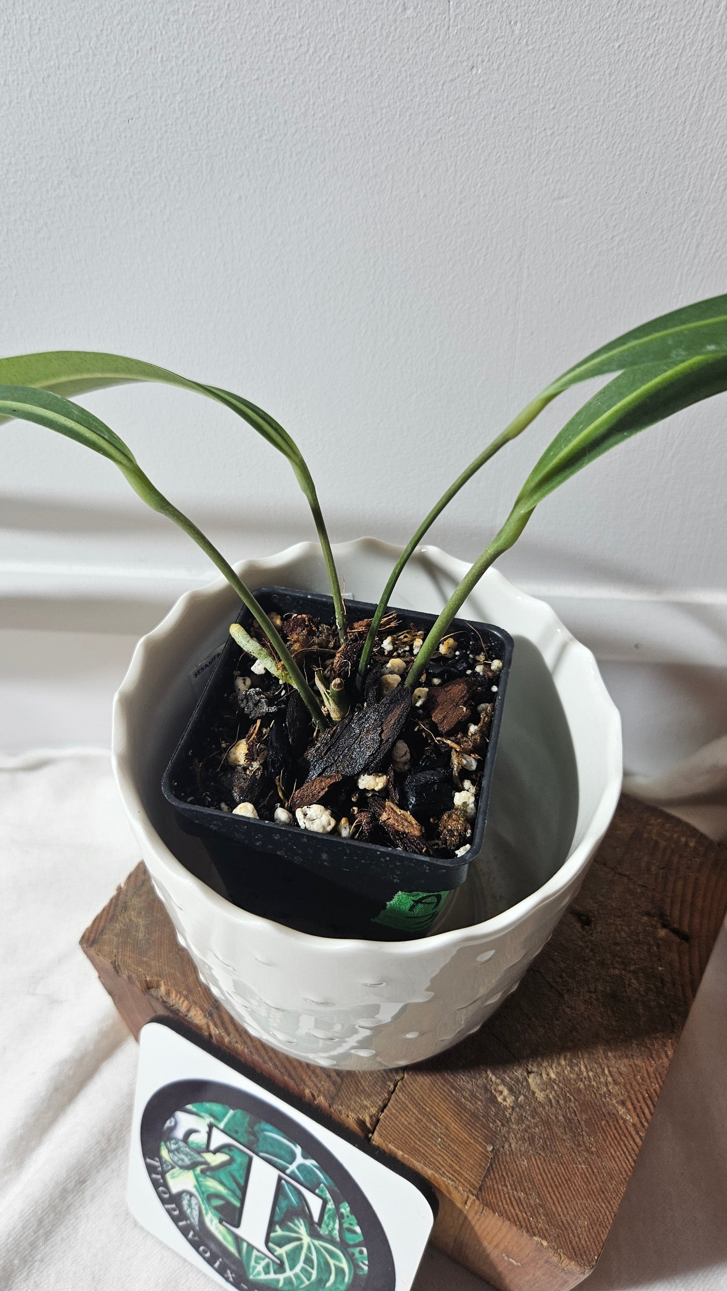 Anthurium Pendens "MEDIUM size" (ANT-307)