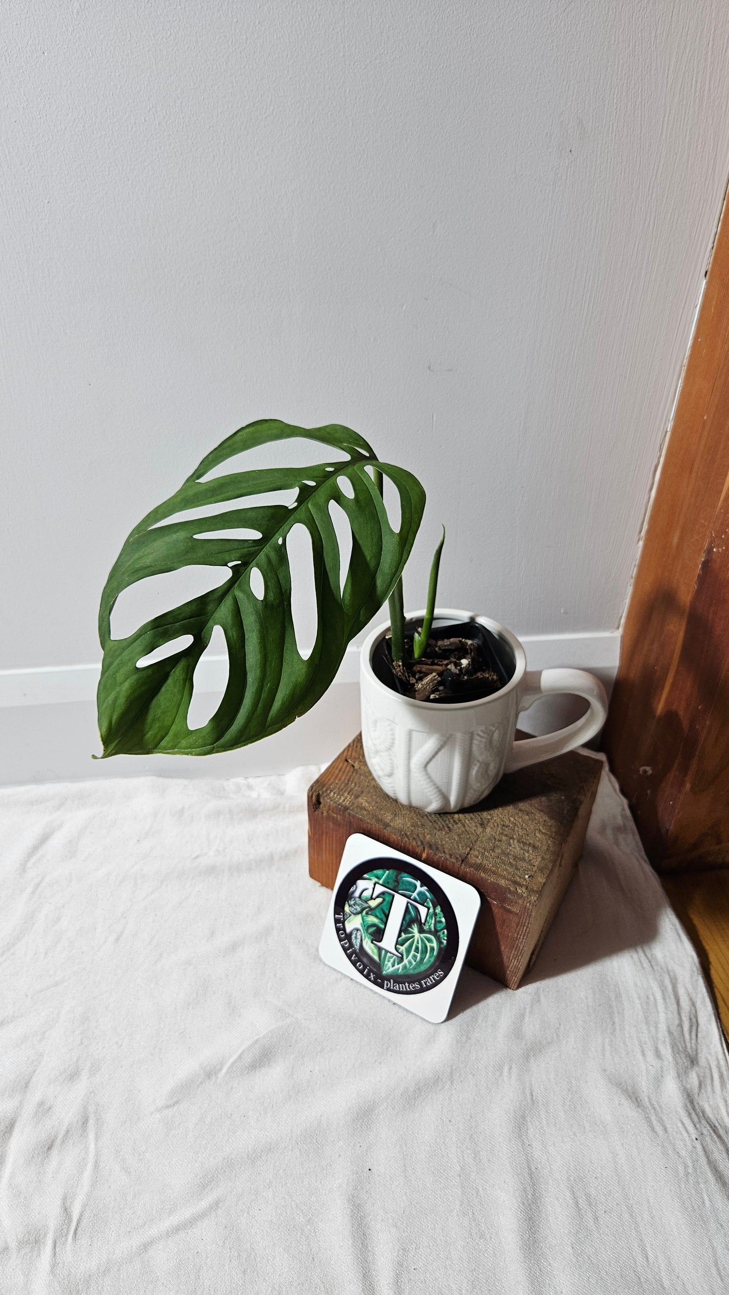 Monstera Esqueletto (MON-478)