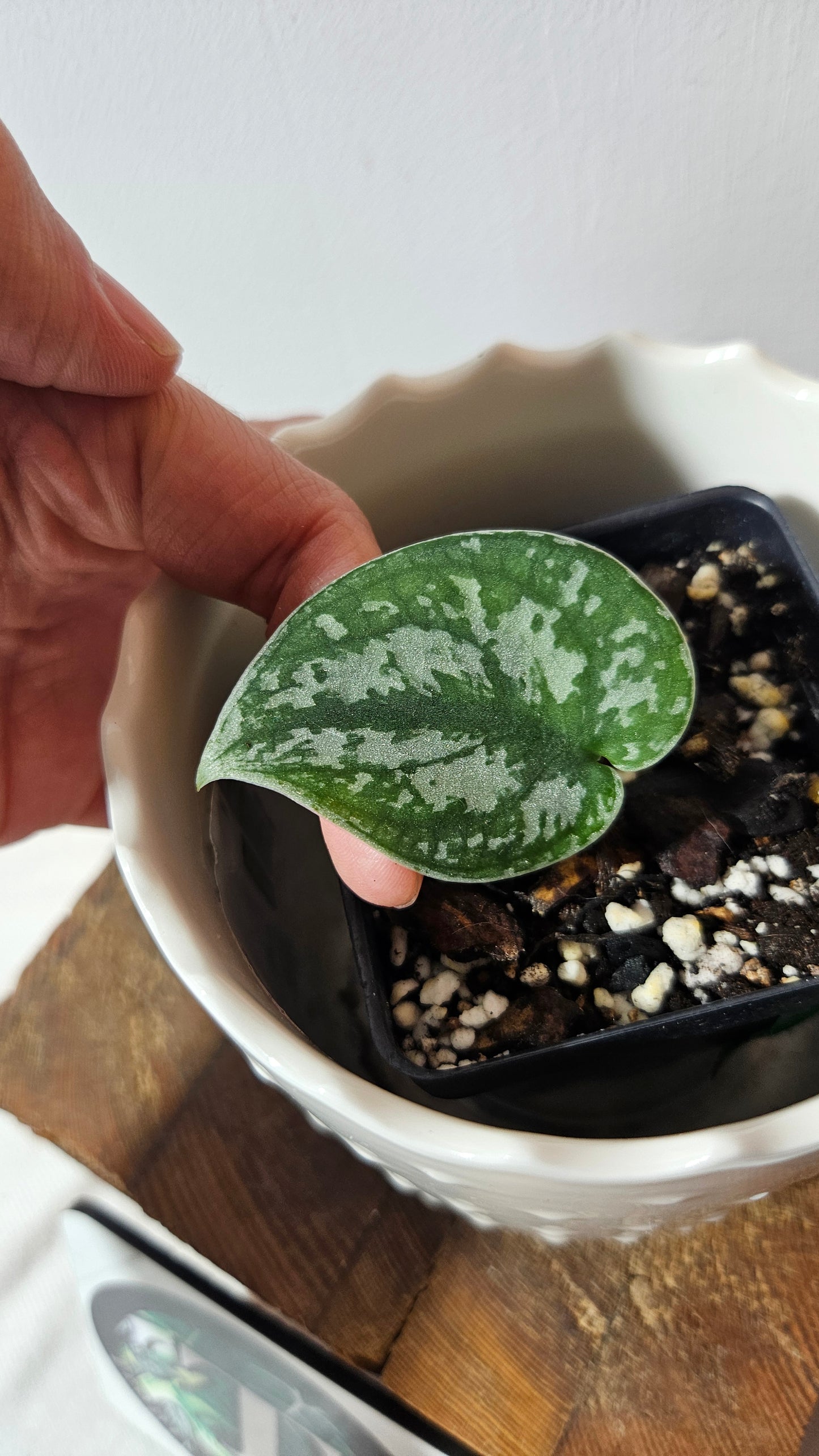 Scindapsus Silver Queen (SCI-1029)