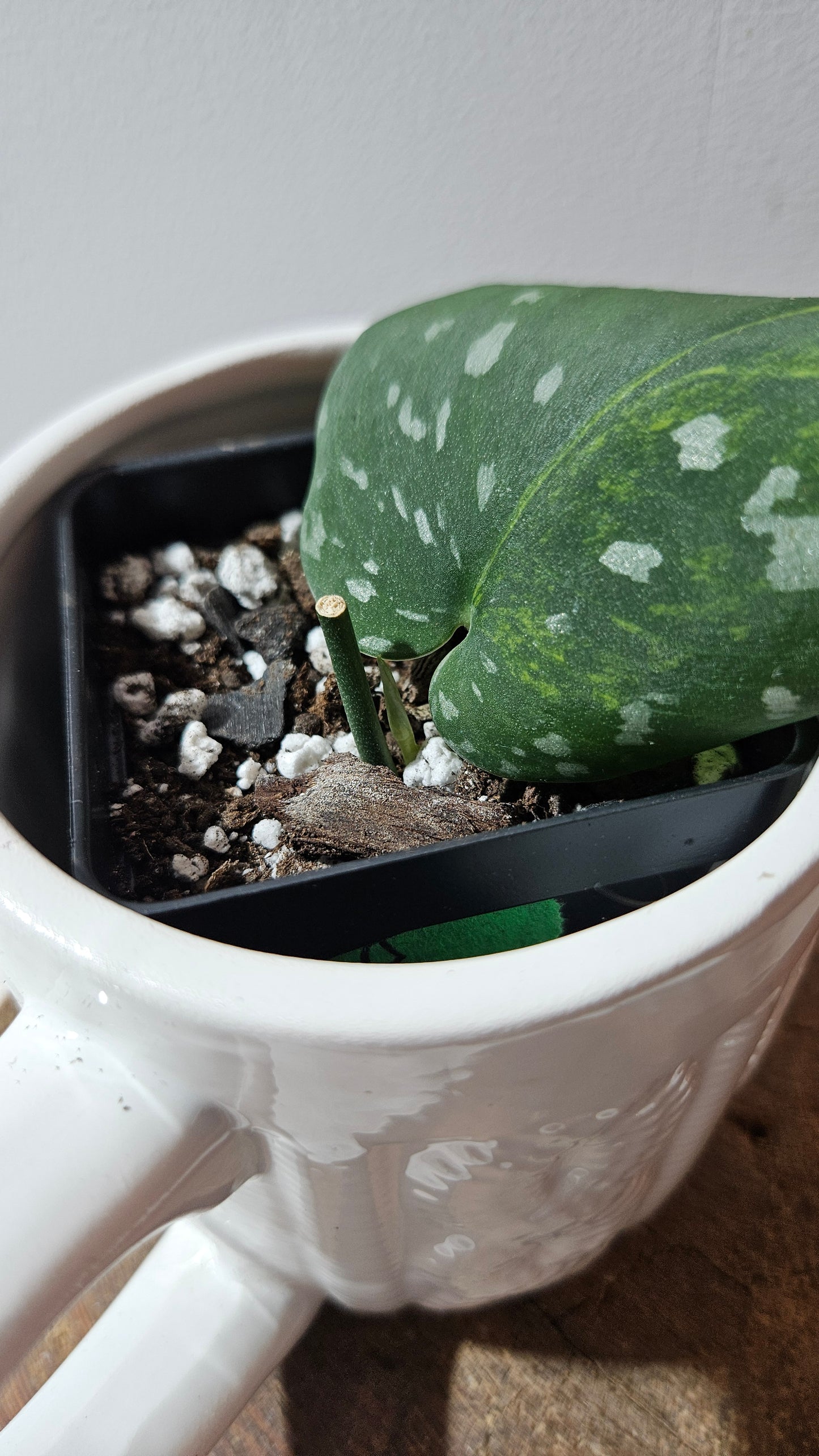 Scindapsus Sentarum (SCI-1234)