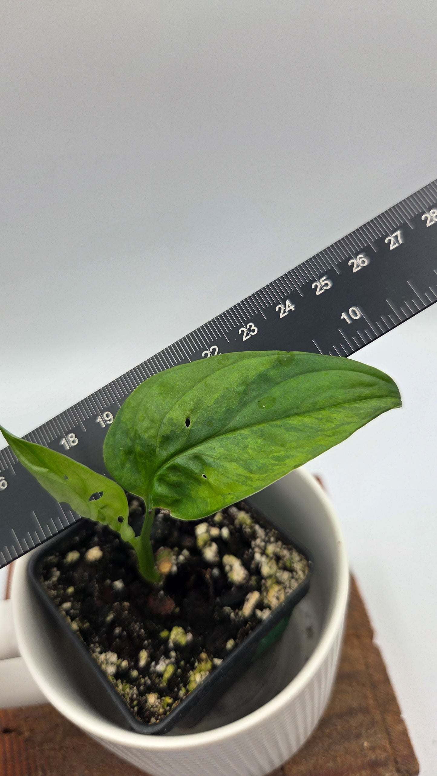 Monstera Andasonii Aurea (MON-218)