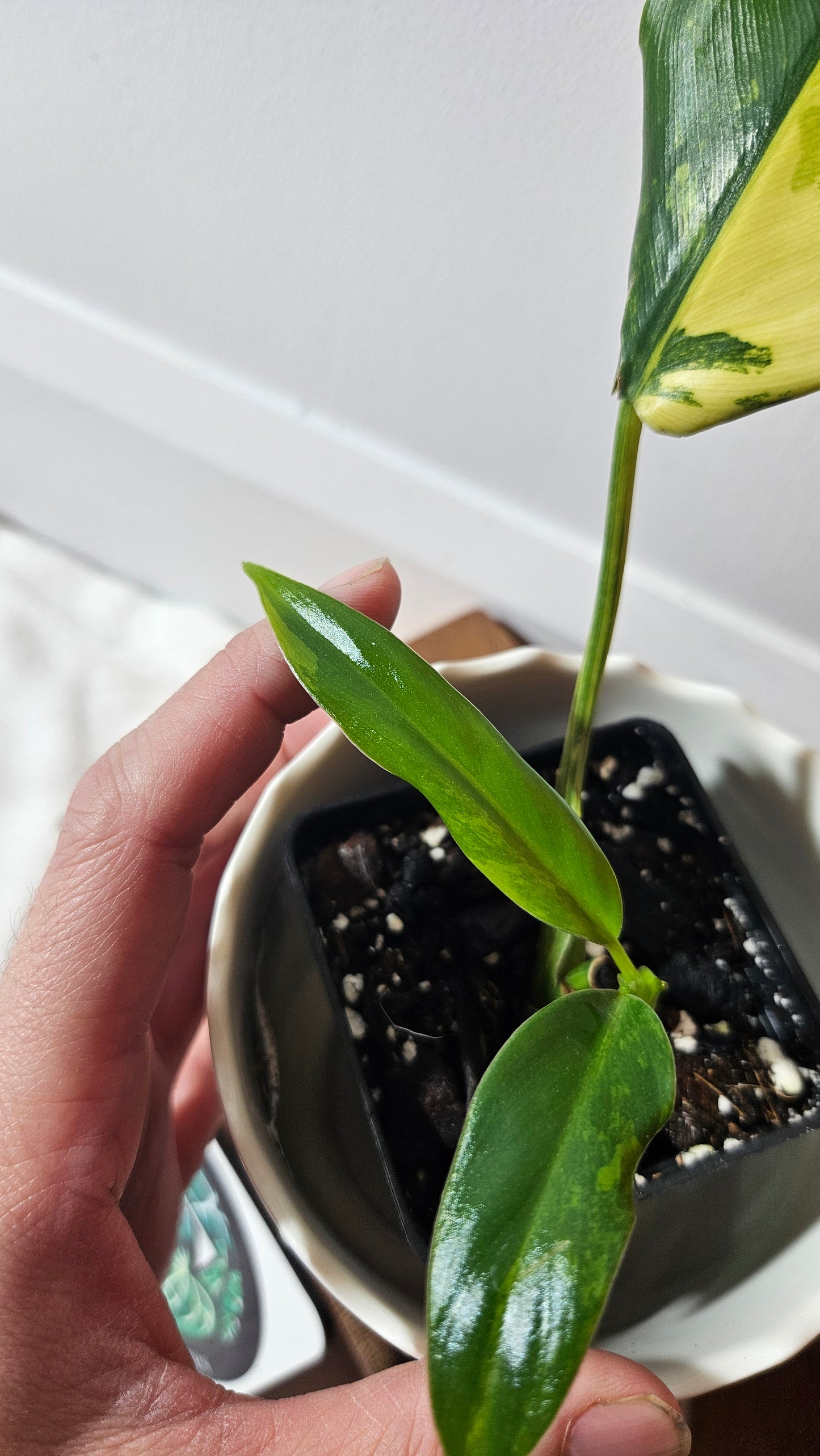 Philodendron Domesticum Variegata (PHI-775)