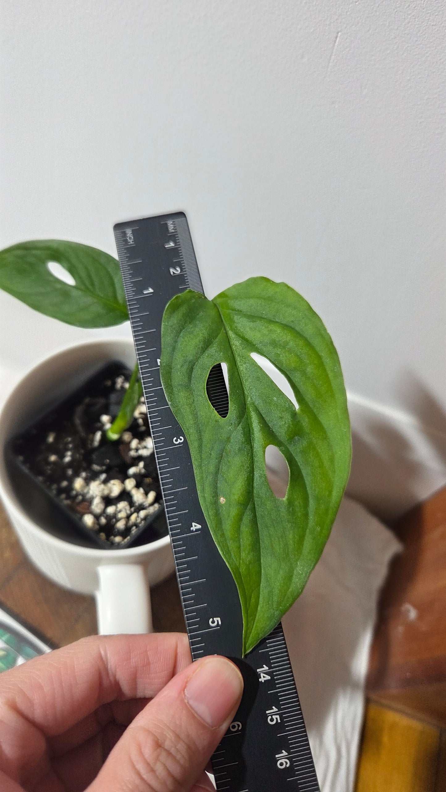Monstera Obliqua Aff Tamarindo (MON-531)