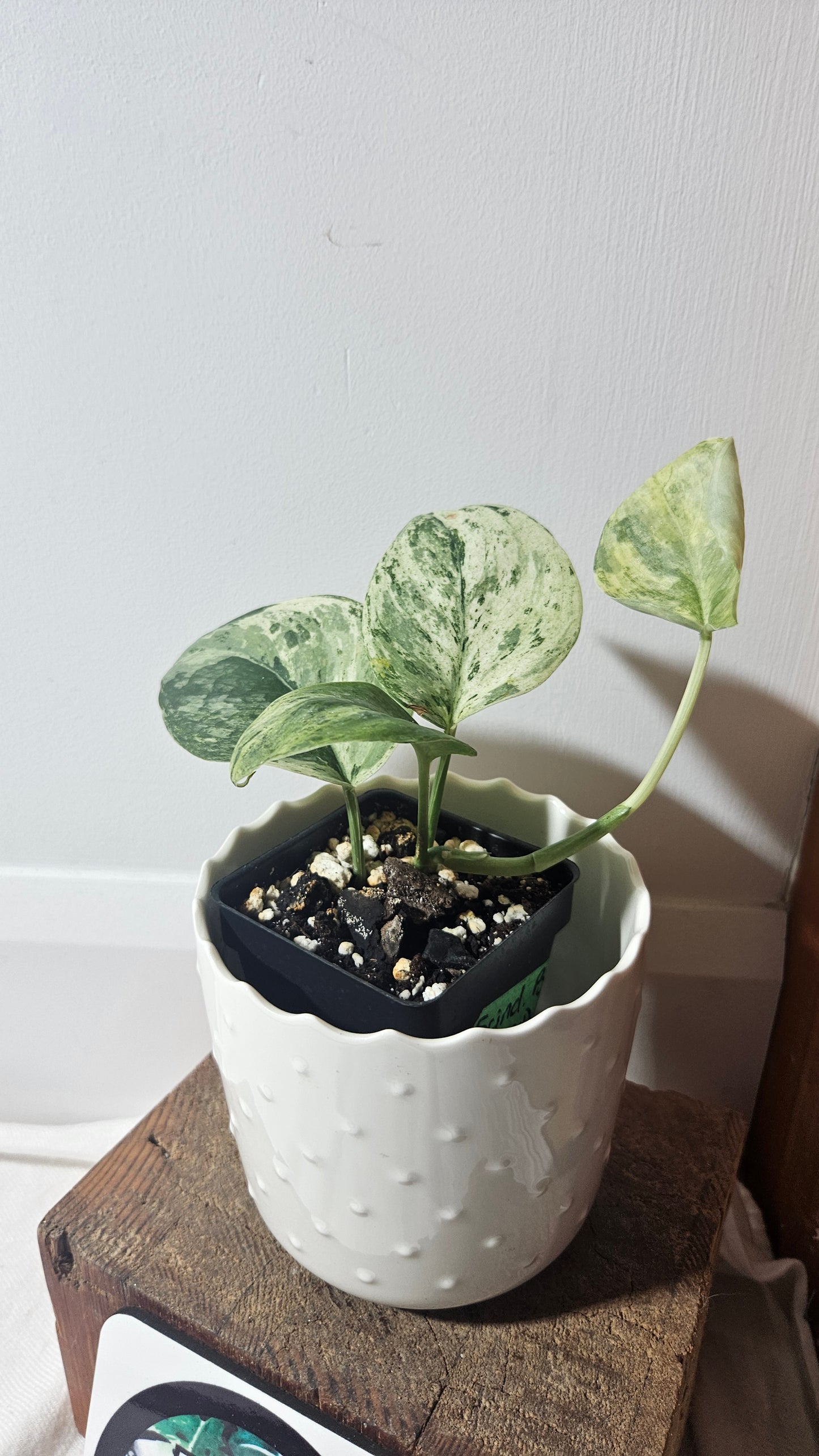 Scindapsus Bahorok (SCI-957)