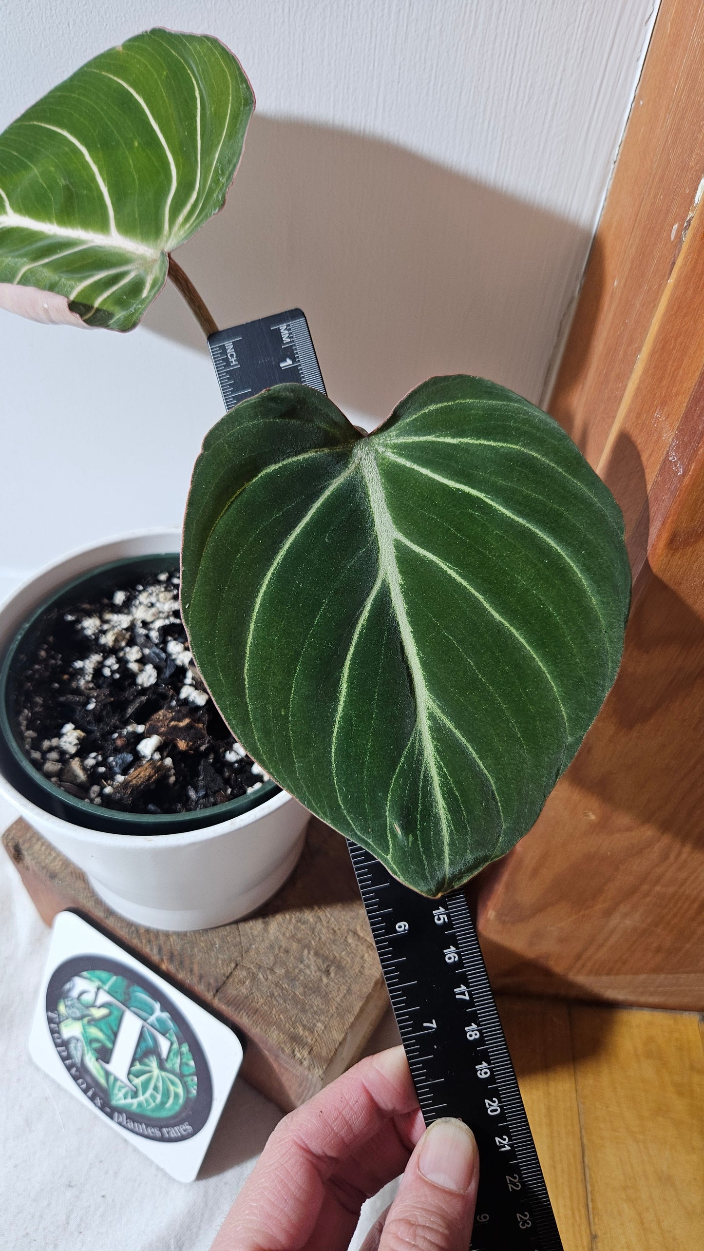 Philodendron Gloriosum Zebra (PHI-783)