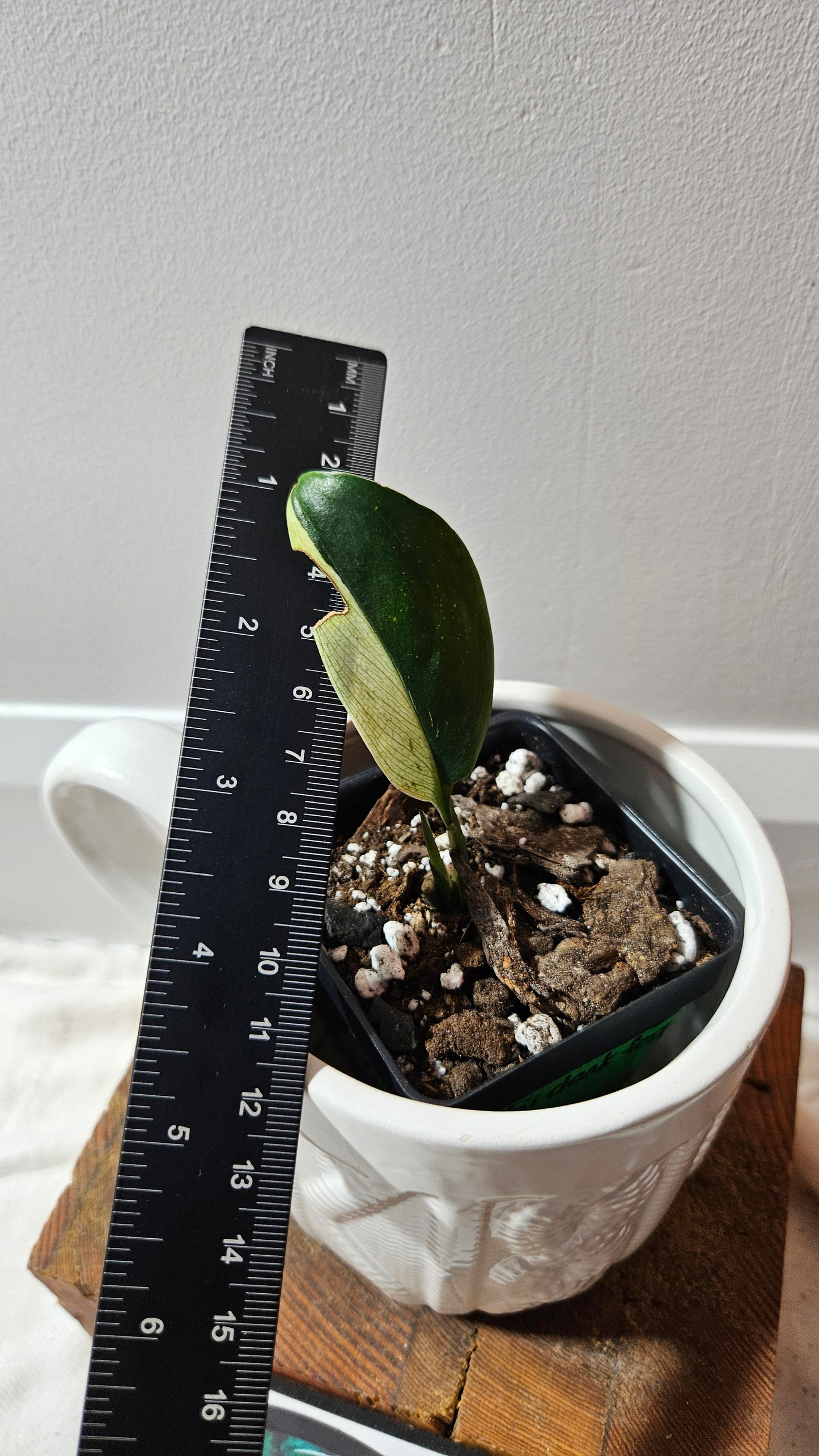 Scindapsus Treubii Dark Form albo (SCI-1264)