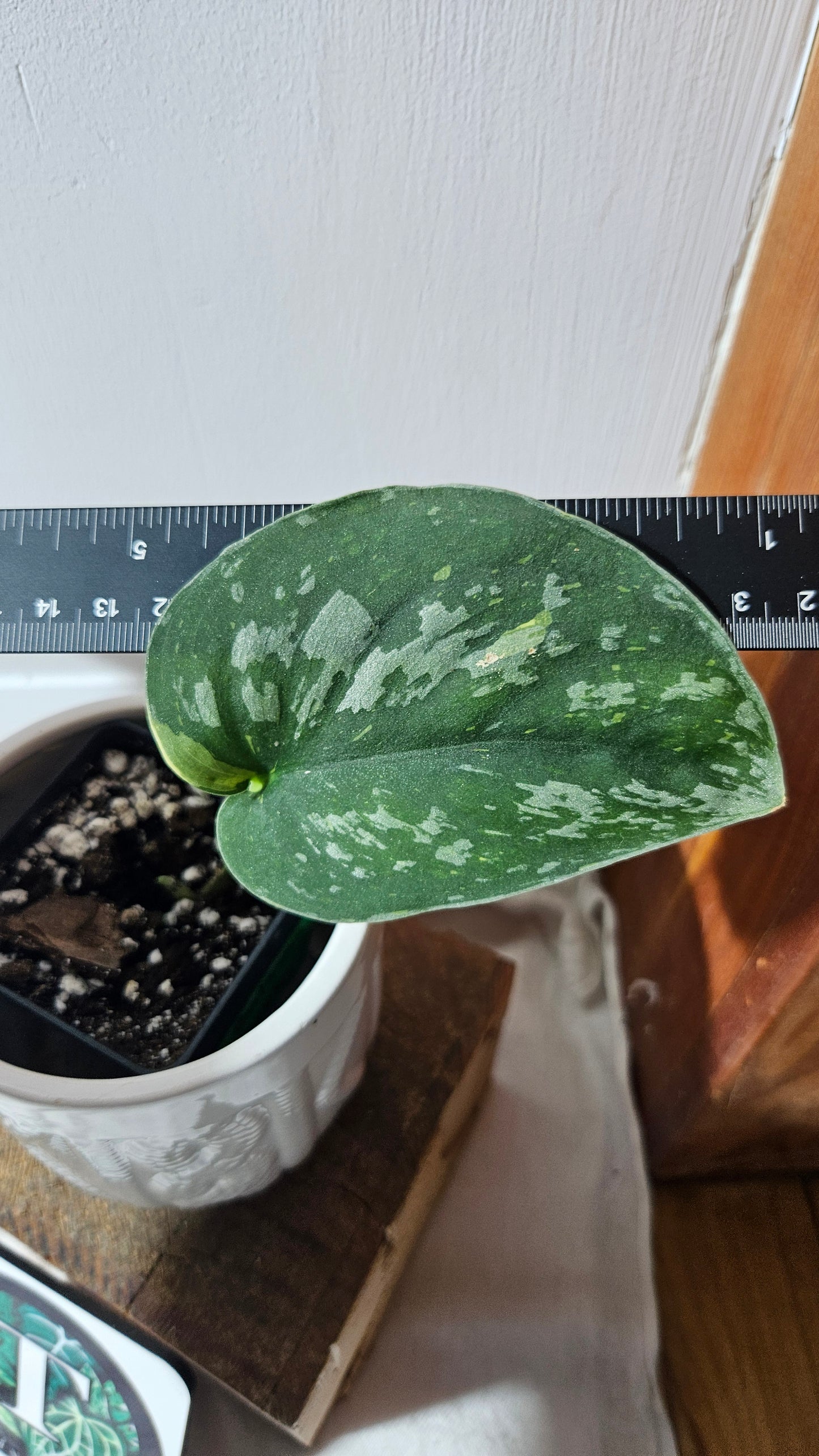 Scindapsus Baticon (SCI-862)