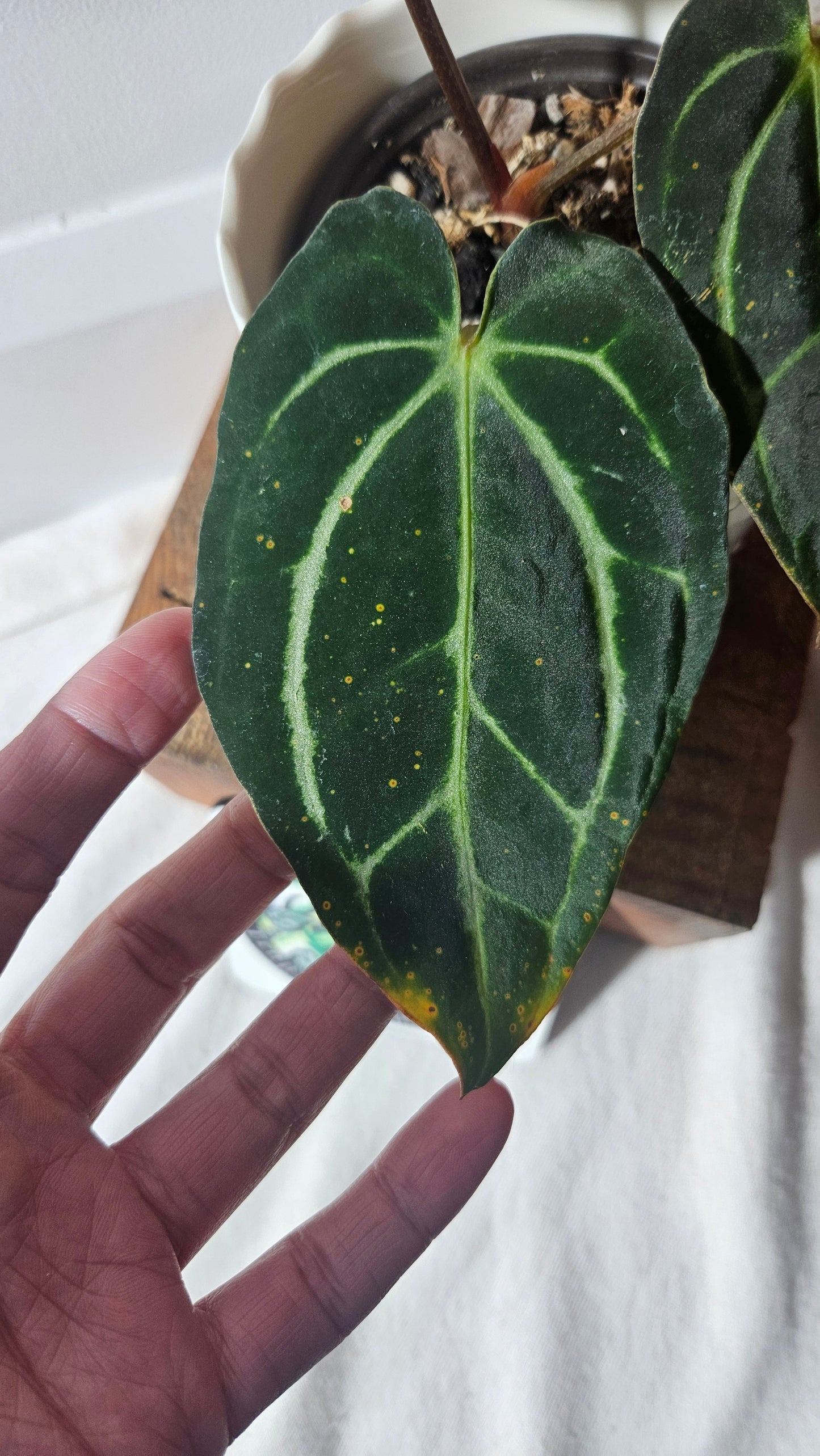 Anthurium Carlablackiae (d'équateur) "format MOYEN" (ANT-392)