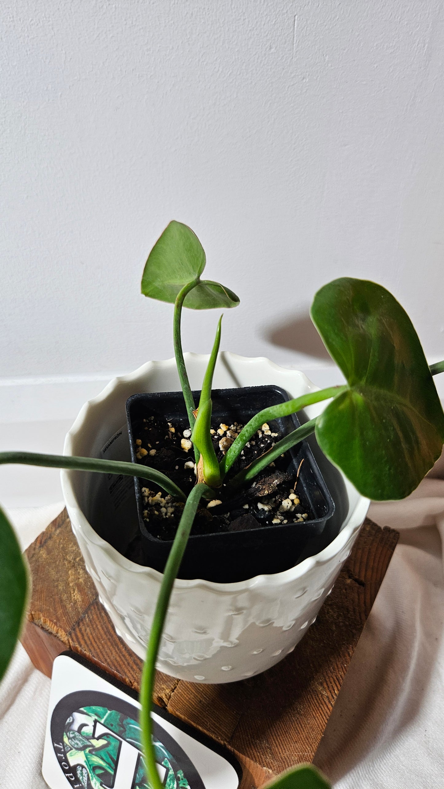 Philodendron Ilsemanii Green (PHI-516)