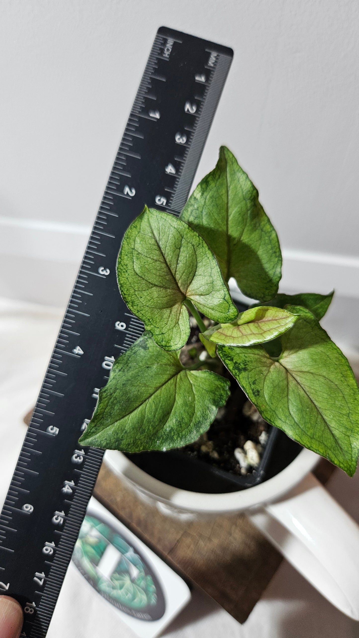 Syngonium Orm Manee Mutation (SYN-382)