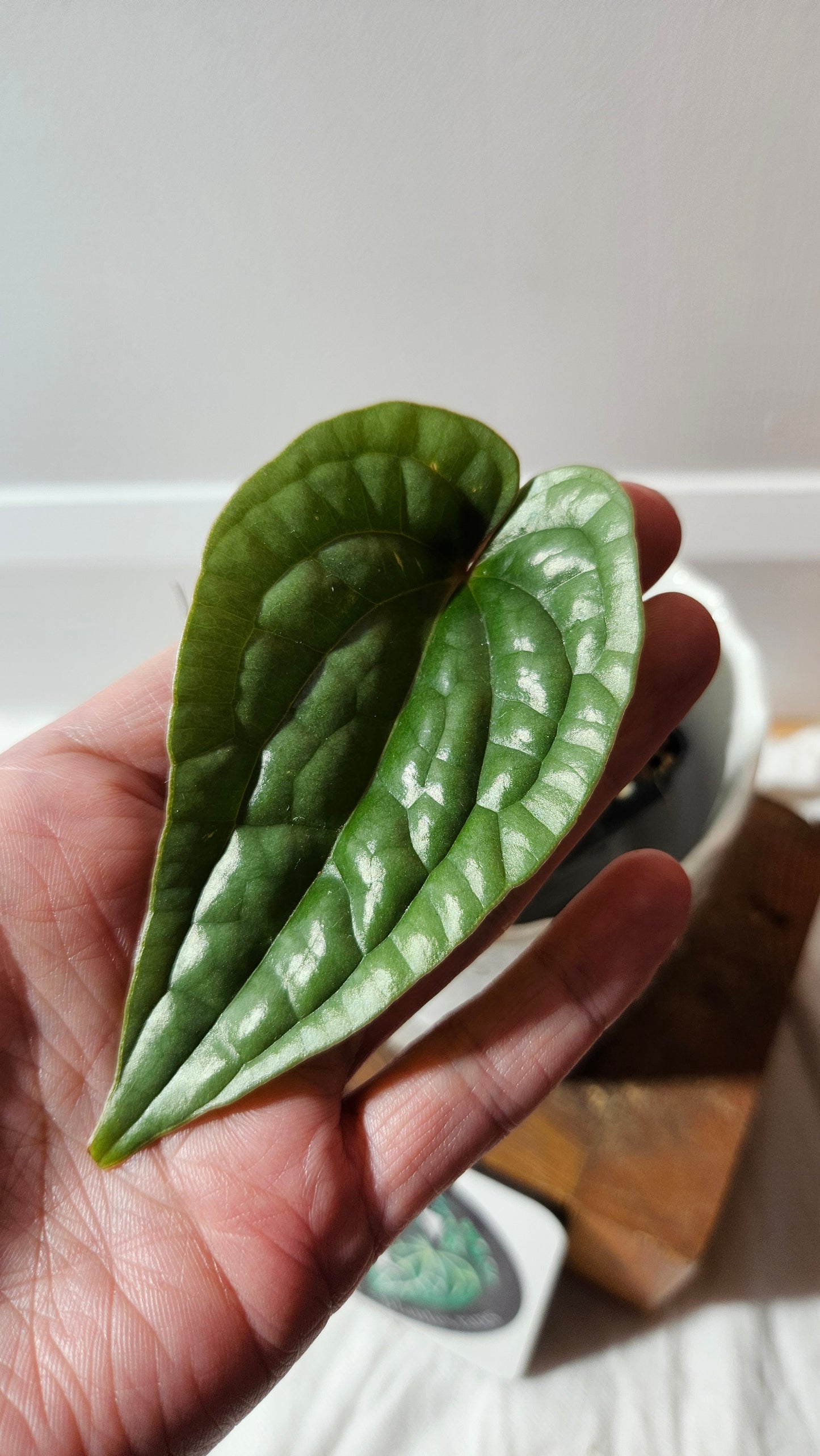 Anthurium Luxurians Platinum "format PETIT" (ANT-595)